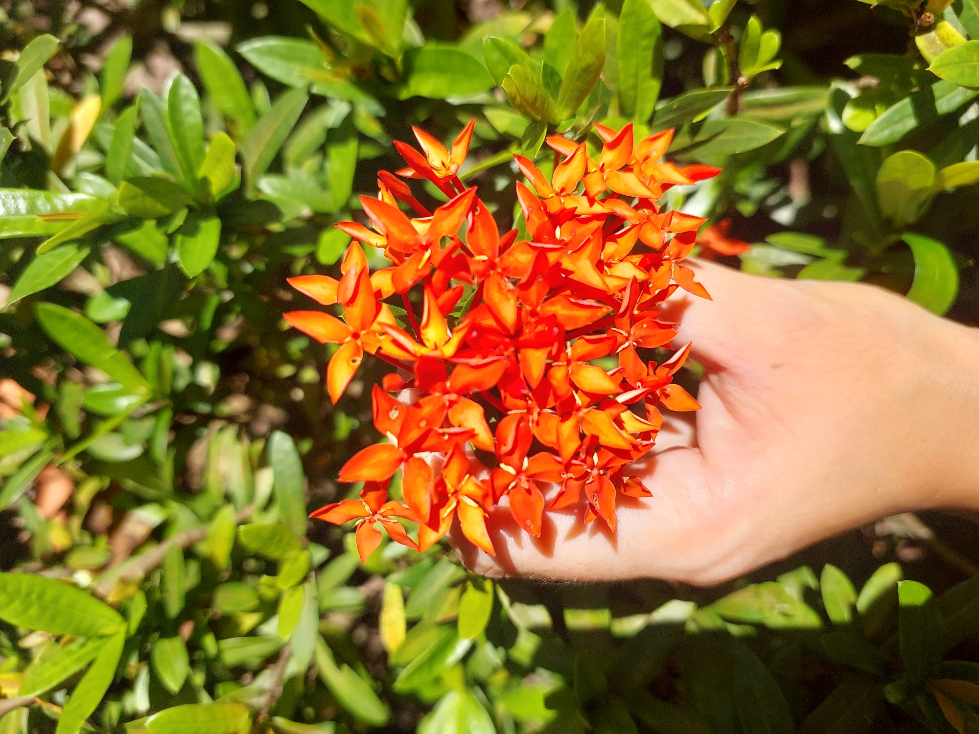 A hand, lightly holding a cluster of vibrant orange ixora flowers, is positioned in the center of the frame. The flowers, with their star-shaped petals, are clustered tightly together and appear to be freshly bloomed. The hand is pale with visible veins, and the fingers are gently curved around the base of the flower cluster. In the background, lush green foliage creates a soft, blurred backdrop, suggesting an outdoor setting. The lighting suggests it is daytime, with sunlight casting dappled shadows across the hand and flowers. The scene appears to be from the area of Baan Mae Nam in Thailand, given the tropical flora.