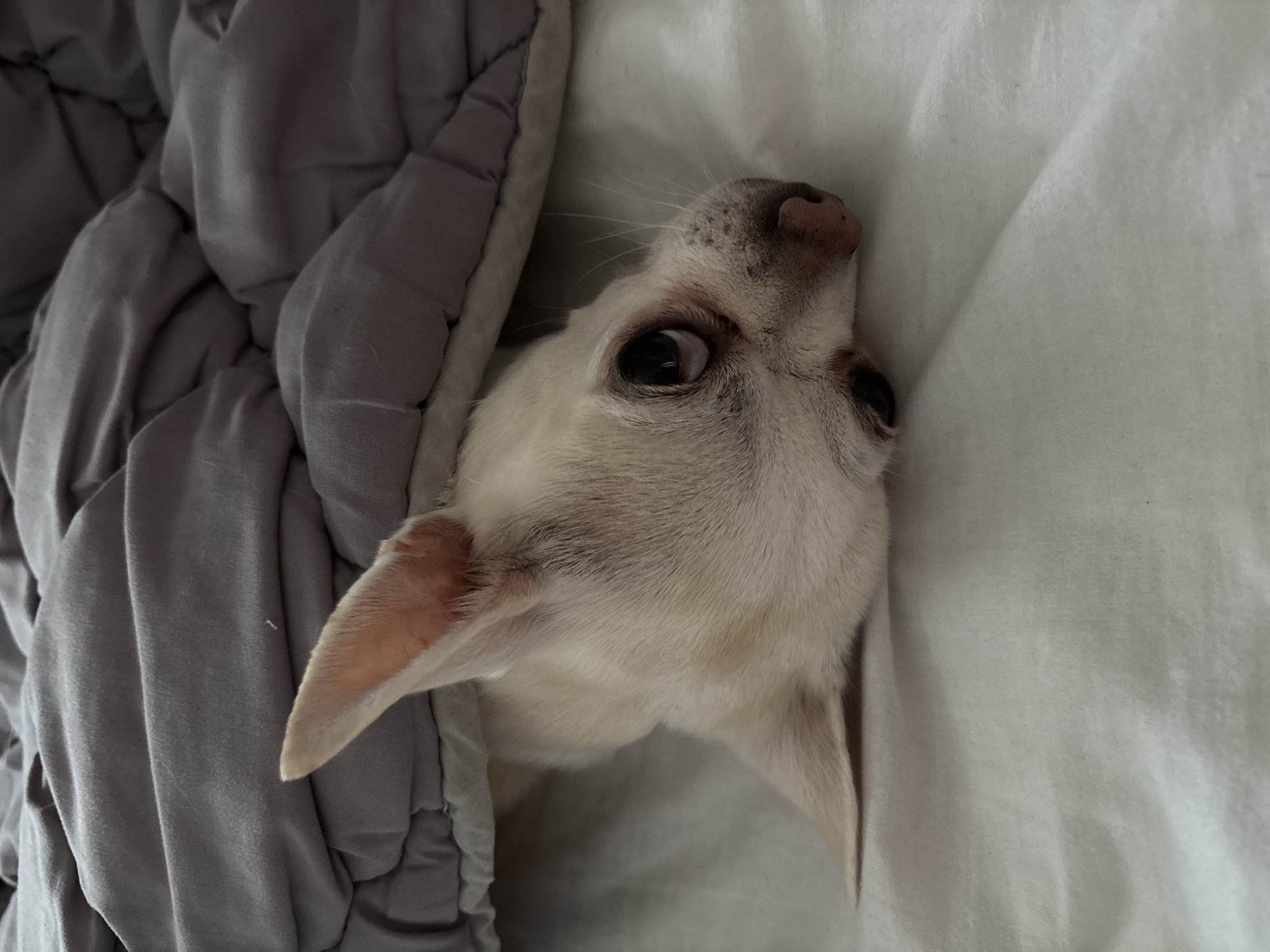 A white chihuahua is peeking out from under a grey comforter on a white bed. The dog's head is resting on the white sheet, with its eyes looking towards the right. The comforter is draped over the dog, creating a cozy and sheltered environment. The lighting is soft and natural, suggesting an indoor setting during the daytime. The location is not specified in the image or the provided information.