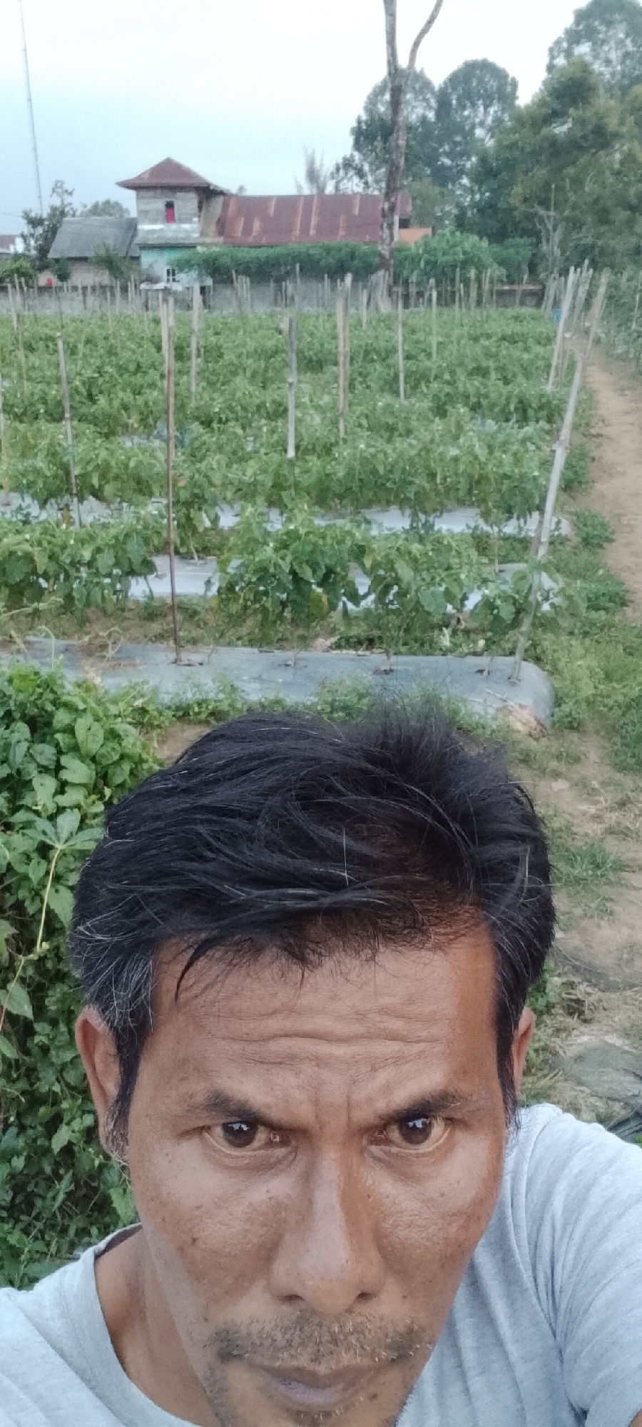 This is a close-up, selfie-style photograph taken outdoors in what appears to be a rural agricultural area, likely in Padang Dalom, Indonesia. The foreground is dominated by the head and shoulders of an adult male. He has dark, messy hair with some gray strands, prominent wrinkles on his forehead, and is looking directly at the camera with a stern expression. He has dark eyes, a light mustache, and is wearing a light gray t-shirt.
Behind the man, the scene transitions to a meticulously planted field of green crops, likely vegetables, arranged in neat rows. The plants are supported by vertical wooden stakes. The ground between the rows is covered with white plastic sheeting, a common agricultural practice known as mulching. In the middle ground, there are buildings with corrugated metal roofs, one of which has a red-colored window. Trees and foliage are visible in the background, suggesting a natural or semi-rural environment. The overall lighting indicates it might be late afternoon or early morning.