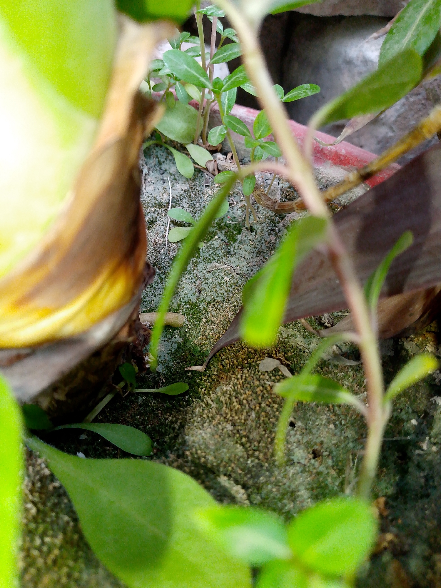 A close-up, slightly unfocused shot shows a cluster of small green plants growing from a mossy surface. Among the greenery, there's a large, yellowish-brown curved object, possibly a fallen leaf or part of a plant stem, and a red pipe or bar with white markings. The background is blurred, with hints of gray and brown textures. The image appears to be taken outdoors, possibly in a garden or an urban outdoor setting.