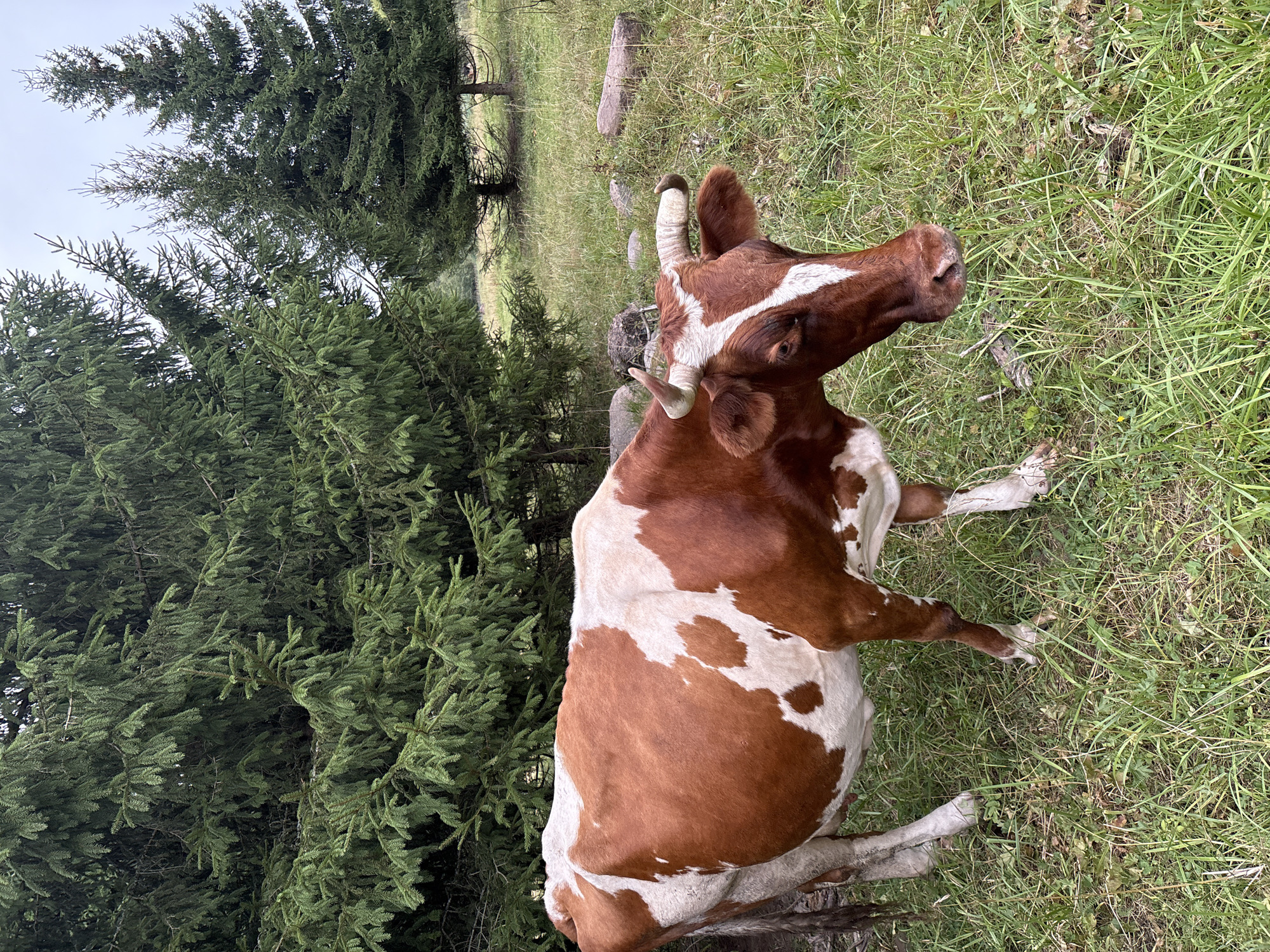 A brown and white cow is lying down in a grassy field next to a dense pine forest. The cow is facing to the right of the frame, with its head turned slightly upwards. Its body is mostly covered in white patches with irregular brown markings. The cow has short, curved horns and appears to be in a relaxed state. The ground is covered in green grass with some dry leaves and twigs scattered around. Behind the cow, tall pine trees form a thick wall of greenery. The lighting suggests it is daytime, possibly overcast given the muted tones. There are a few scattered rocks in the background, and the overall scene depicts a rural, natural setting. No people are visible in the image, and there is no visible text.