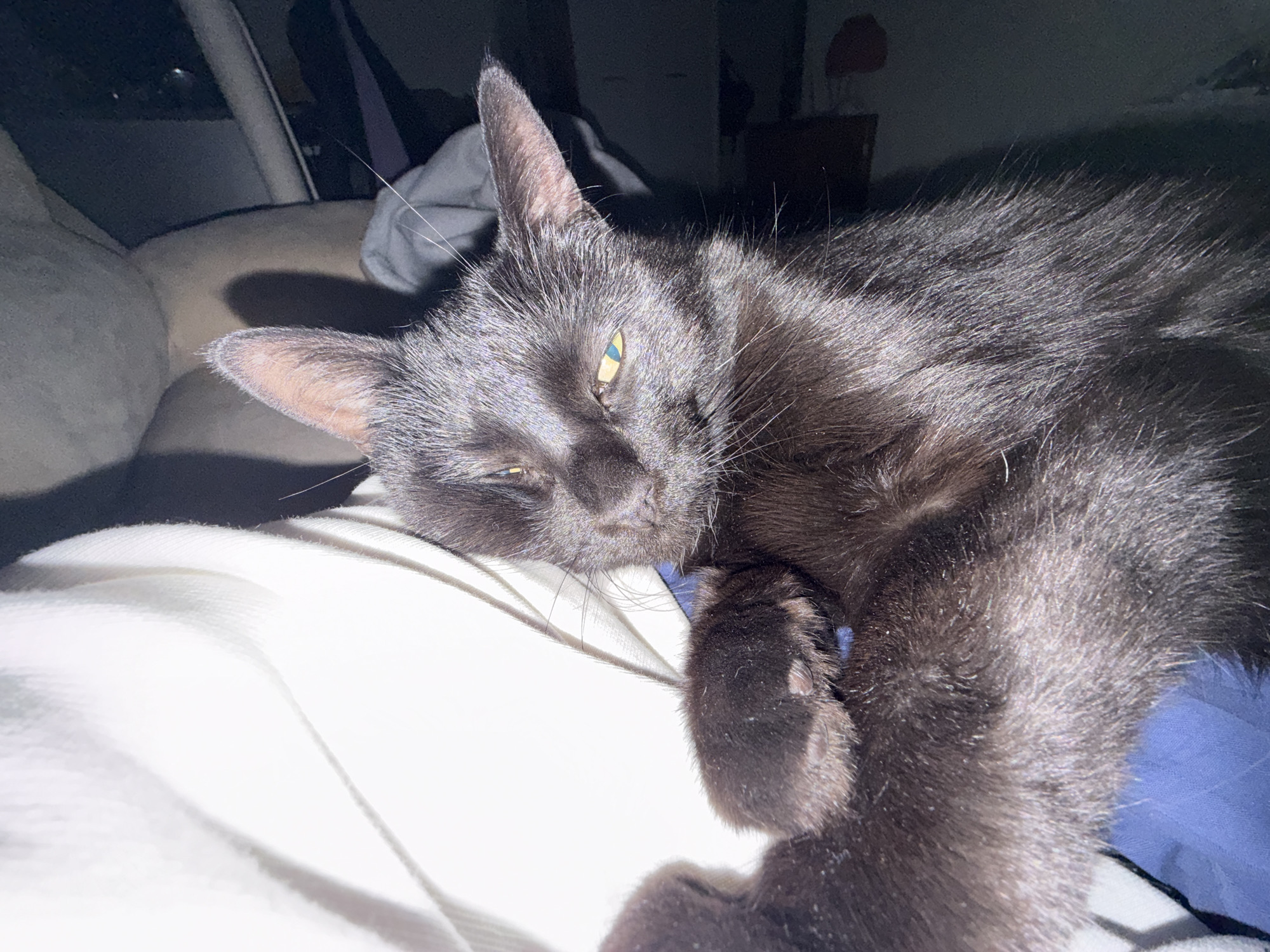 A black cat with yellow eyes is lying on a light-colored surface. The cat's head is resting on the surface, and its paw is curled near its face. The background is blurry and dark. The location is unknown, and there is no evidence to suggest it is in Saint Petersburg, Russia.