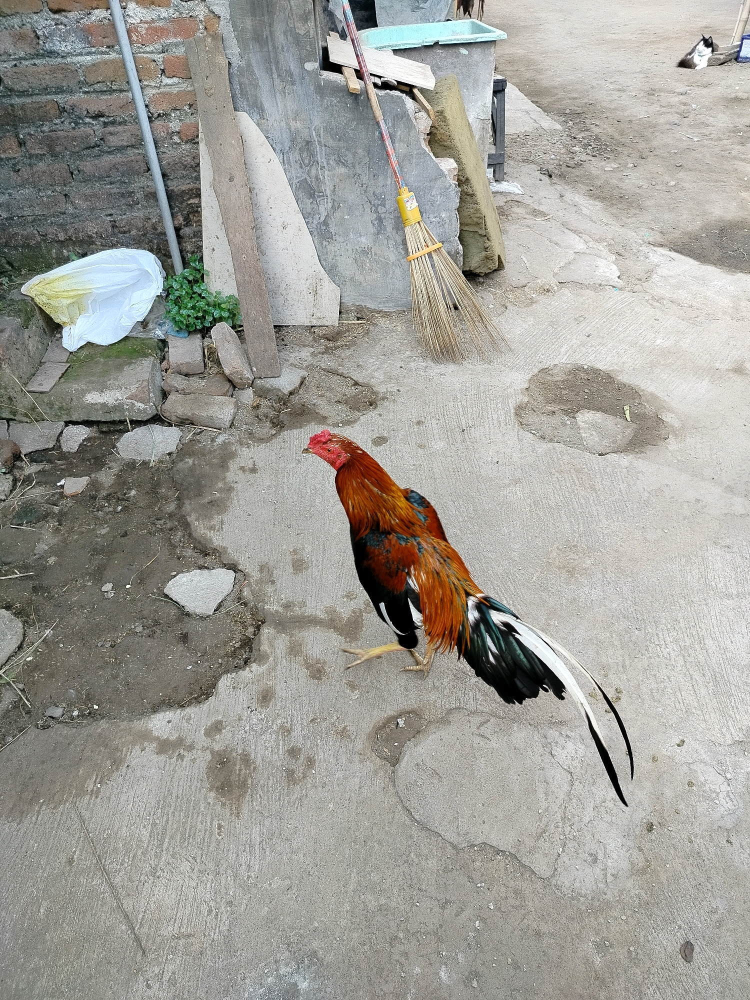 A rooster stands on a cracked concrete surface in Beloh, Indonesia. The rooster is predominantly brown and orange with black and white tail feathers. Behind the rooster, a brick wall runs along the left side of the image, with a grey metal pipe and a white plastic bag resting against it. A broom with a yellow handle leans against a grey wall to the right. A black and white cat is visible in the background, lying on the ground. The environment appears to be an outdoor area, possibly a yard or alleyway, with dirt patches and debris scattered on the concrete.