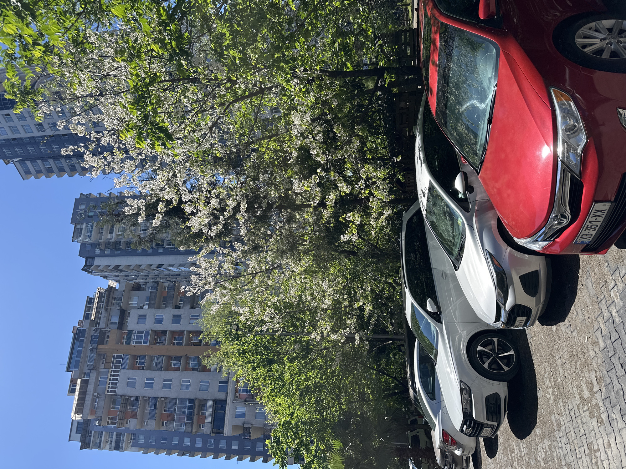 The image shows a street scene in Batumi, Georgia, with a view of tall apartment buildings under a clear blue sky. Trees are blooming with white flowers along the street. Three cars are parked along the right side of the frame: a red sedan, a white sedan, and another white car that's partially visible. The sidewalk is paved with grey rectangular stones. The focus of the image is the convergence of urban architecture, natural beauty, and vehicles in an everyday street setting.
