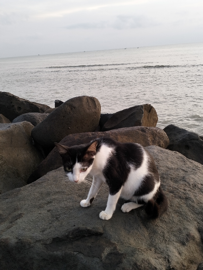 A black and white cat sits hunched on a large, gray rock. The rock is part of a collection of similar rocks, with the ocean visible in the background. The sky is overcast. The cat looks downward, its white paws visible on the rock's surface. The water is calm with small boats in the distance.