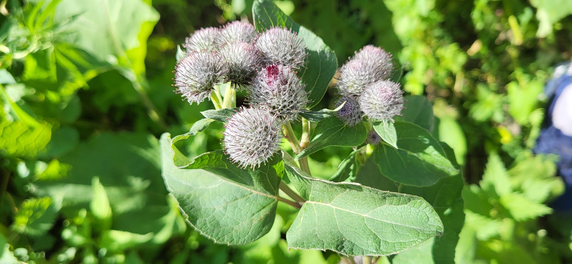 In Tekeli, Kazakhstan, a close-up shot focuses on a cluster of burdock burrs and green leaves against a blurred background of foliage. The burrs, spherical and covered in fine hairs, display hints of purplish-red within their spiky exteriors. The leaves are broad and textured, with visible veins. The natural lighting suggests an outdoor, daytime setting.