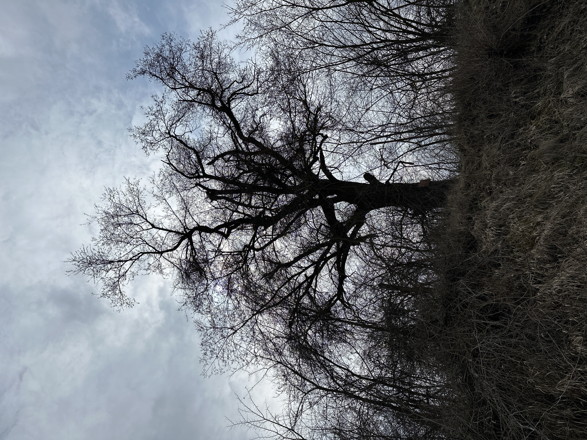 The image displays an outdoor, natural environment located in Dobrodan, Bulgaria. A large, prominent deciduous tree, devoid of leaves, stands silhouetted against an overcast, grey-blue sky. This central tree occupies the middle and upper portions of the frame, exhibiting a dense, gnarled network of bare branches. It is situated on an upward-sloping terrain, which is covered with thick, dry, matted vegetation consisting of brownish-grey grasses and tangled, leafless shrubs. Numerous other bare trees and dense undergrowth flank the central tree and extend into the background. A small, rectangular, light-colored object, possibly wood or metal, is attached to the lower left side of the main tree's trunk. The lighting is diffused, casting much of the foreground and trees into shadow. No individuals, animals, or specific actions are discernible within the scene.