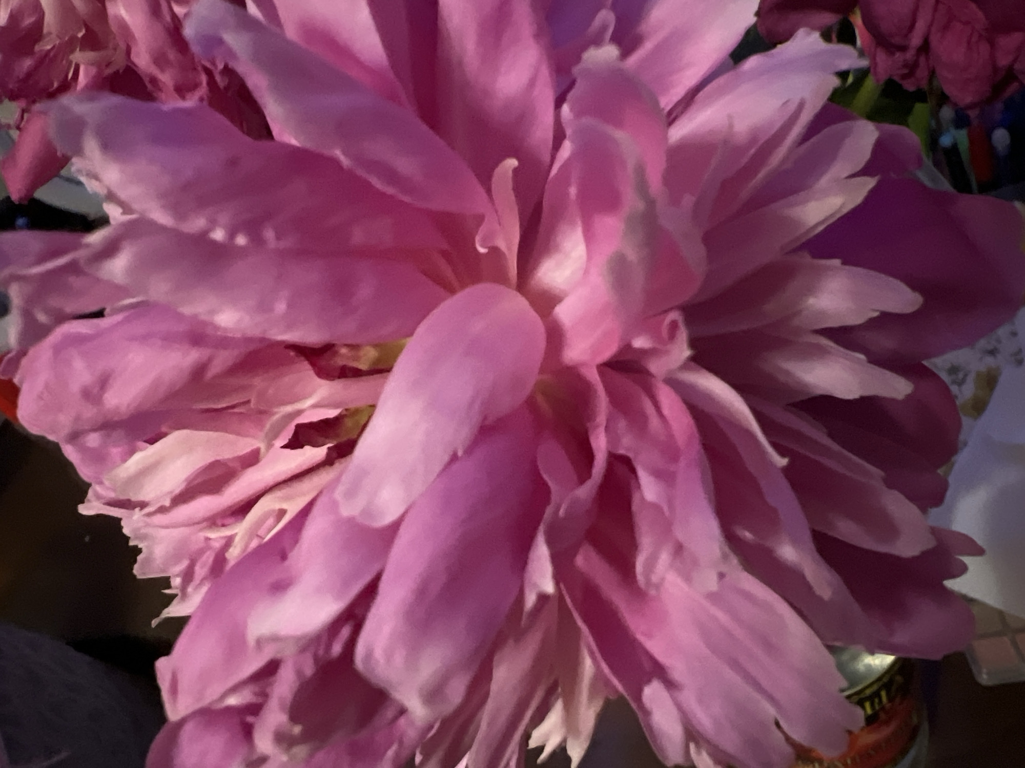 The image shows a close-up, overhead shot of a large, pink peony flower in full bloom. The petals are layered and ruffled, with varying shades of pink and hints of lighter pink and white. The lighting is dim, casting shadows that highlight the texture and form of the petals. There is a dark background that blurs out any surrounding details of the environment. The location of this image is unknown and cannot be determined.