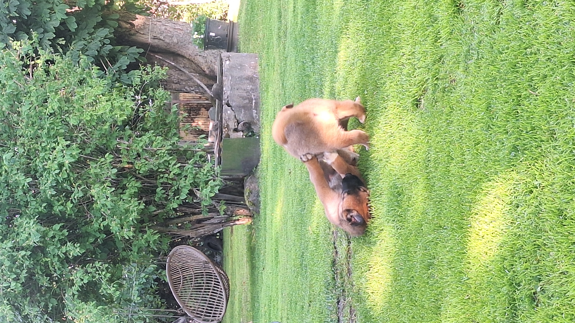 Two puppies are wrestling on a lush green lawn in the city of Jelgava, Latvia. The puppies, one lighter brown and the other darker brown with black markings, are engaged in playful activity. One puppy is lying on its back, with its paws in the air, while the other stands over it, appearing to be nudging or nipping. The background features a large, mature tree with dense green foliage, a circular stone structure resembling a well or planter, and a hanging chair with a woven design. The grass is well-maintained, and the overall setting appears to be a backyard or garden area. The lighting suggests it is daytime, with sunlight casting shadows on the lawn.