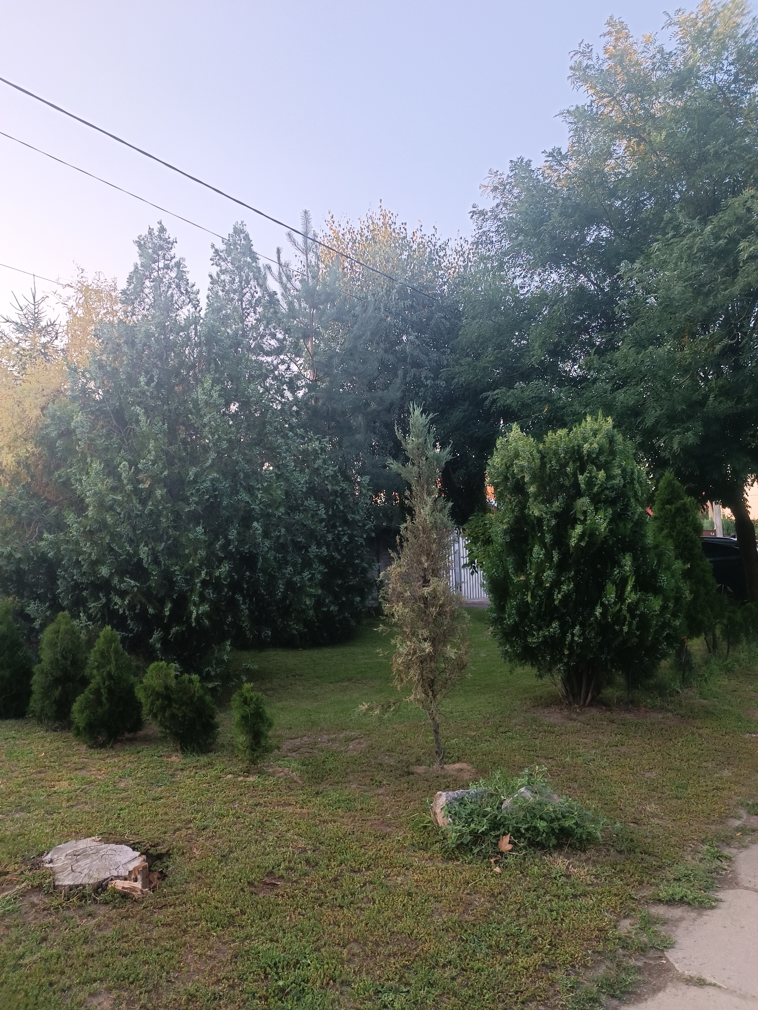 The image depicts a yard area with various coniferous trees and a grassy ground cover. In the foreground left, a tree stump is visible. A few smaller, cone-shaped evergreen trees are planted in a line to the left of the frame. A tall, thin, and somewhat dried-out evergreen tree stands in the middle ground, positioned between two larger, fuller evergreen trees. A dense, rounded evergreen bush is to the right of the thin tree. Behind these, larger trees form a backdrop. A white metal gate is partially visible behind the trees in the middle ground. The sky above is clear and pale. The scene appears to be a residential or public green space. No people or animals are present.