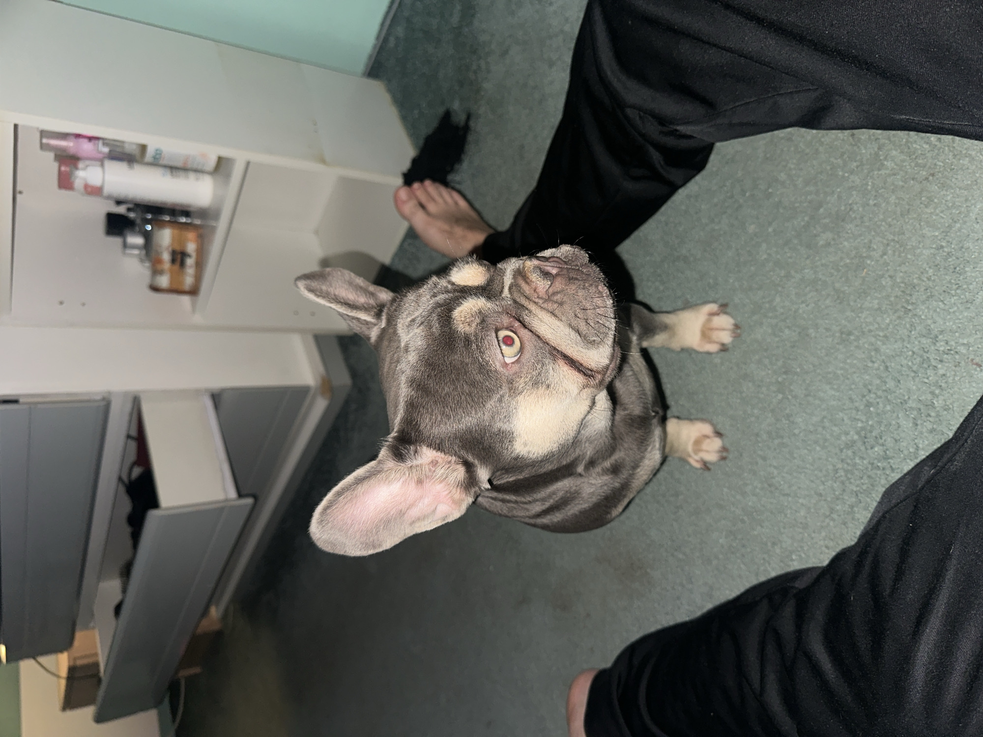 An overhead, vertically-oriented photograph captures a French Bulldog looking upwards at a person's feet and legs in an indoor setting. The dog, positioned centrally, has a blue-grey coat with light tan markings on its face and chest. Its prominent ears are perked, and one eye exhibits a red-eye effect from the camera flash, giving it a striking appearance. The dog's expression is attentive, seemingly focused on the unseen face of the person above.
To the right of the dog, the lower legs and bare feet of a person are visible, clad in black athletic pants. The person's left foot is closer to the dog, with a dark, possibly black, piece of fabric or sock lying on the carpet behind it. The floor is covered with a greenish-grey carpet.
In the background, on the left side of the image, a white shelving unit or cabinet is visible, holding several bottles and containers, possibly personal care products. Further back and to the lower left, a grey cabinet or drawer unit with at least one drawer slightly ajar is partially visible. The lighting is dim, suggesting an indoor environment, possibly at night or in a poorly lit room, with the camera's flash illuminating the foreground subjects. There is no discernible text on any of the objects.
