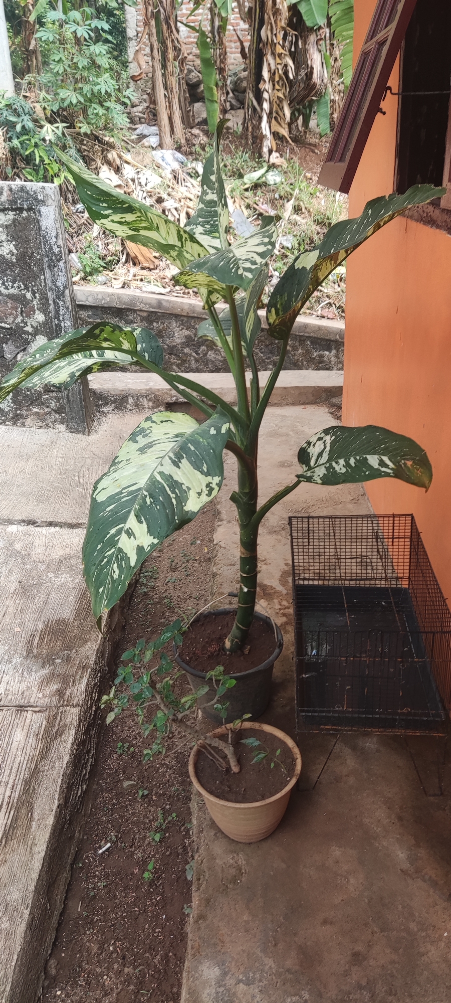 A close-up, eye-level shot shows a large Dieffenbachia plant in a dark pot to the left of a black wire cage on a dirt ground. The plant has large, oblong leaves with variegated patterns of dark green and creamy white. Its stem is thick and green with brown banding. To the left of the Dieffenbachia, a smaller plant in a terra-cotta pot is visible. Behind the plants, a concrete wall and a bright orange wall are visible. The area appears to be an outdoor space, possibly a yard or patio, in Desa Kamarang, Indonesia, with vegetation and a rustic building in the background.