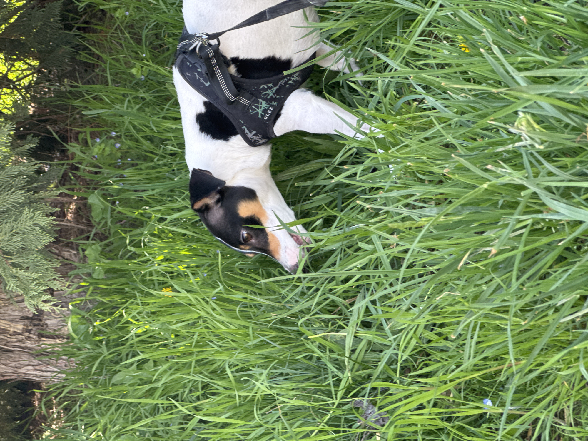 A tri-color dog, possibly a Jack Russell Terrier or a similar breed, is captured in a vibrant outdoor setting. The dog's coat is predominantly white with large black patches on its back and side, and distinct tan and black markings on its face, including around its eyes and ears. It is wearing a black harness with white stitching and a visible design that includes the word "GLEE" on one side.
The dog is positioned in a lush field of tall, green grass, appearing to be lying on its side with its head lowered towards the ground. Its posture suggests it is either resting or actively sniffing and exploring the grass. The bright sunlight illuminates the scene, indicating it is daytime with clear weather.
The surrounding environment is rich with nature. The tall grass is dense and verdant, with scattered tiny blue and small yellow flowers adding subtle splashes of color. To the left of the frame, the textured bark of a tree trunk and the dark green needles of coniferous foliage are visible, suggesting a wooded or garden area adjacent to the grassy patch. The overall impression is one of a peaceful, sunny day spent outdoors, likely in a park or natural area in Varna, Bulgaria.