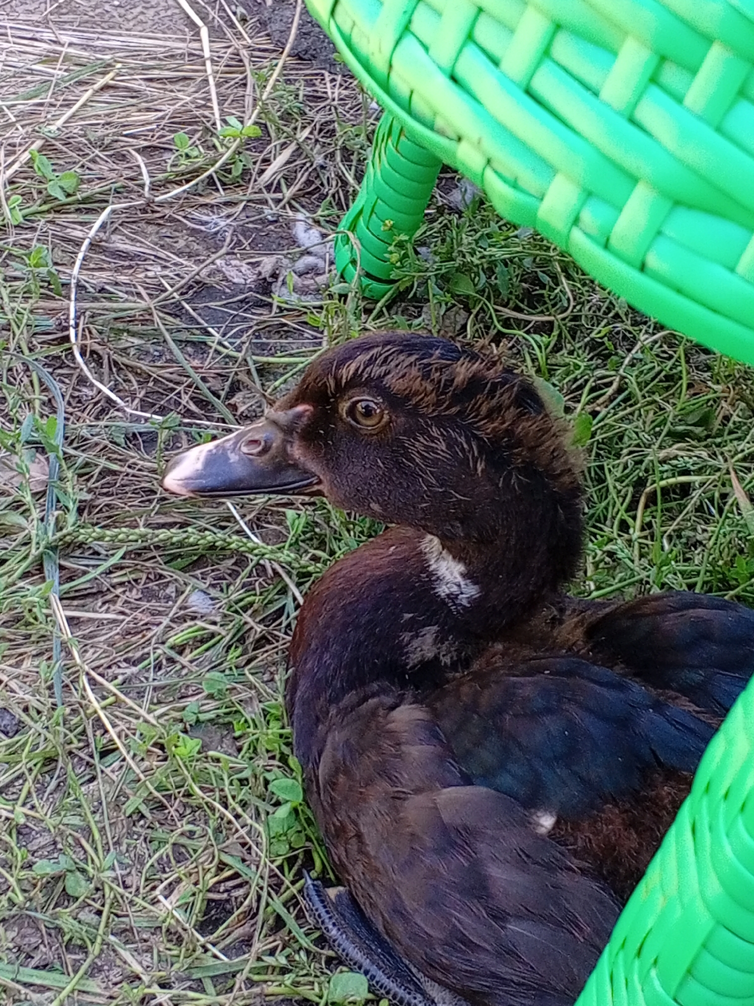 A young, dark-brown duck with a white patch on its chest is resting on dry grass and some greenery, partially covered by a bright green, woven plastic chair. The duck's head is turned to the left, with its beak pointing towards the left edge of the frame. The duck's eye is clearly visible and appears dark brown. The environment appears to be outdoors, with dry, light brown grass and some scattered green weeds. The background is blurred, with the texture of the ground and some out-of-focus vegetation. The lighting suggests it is daytime.