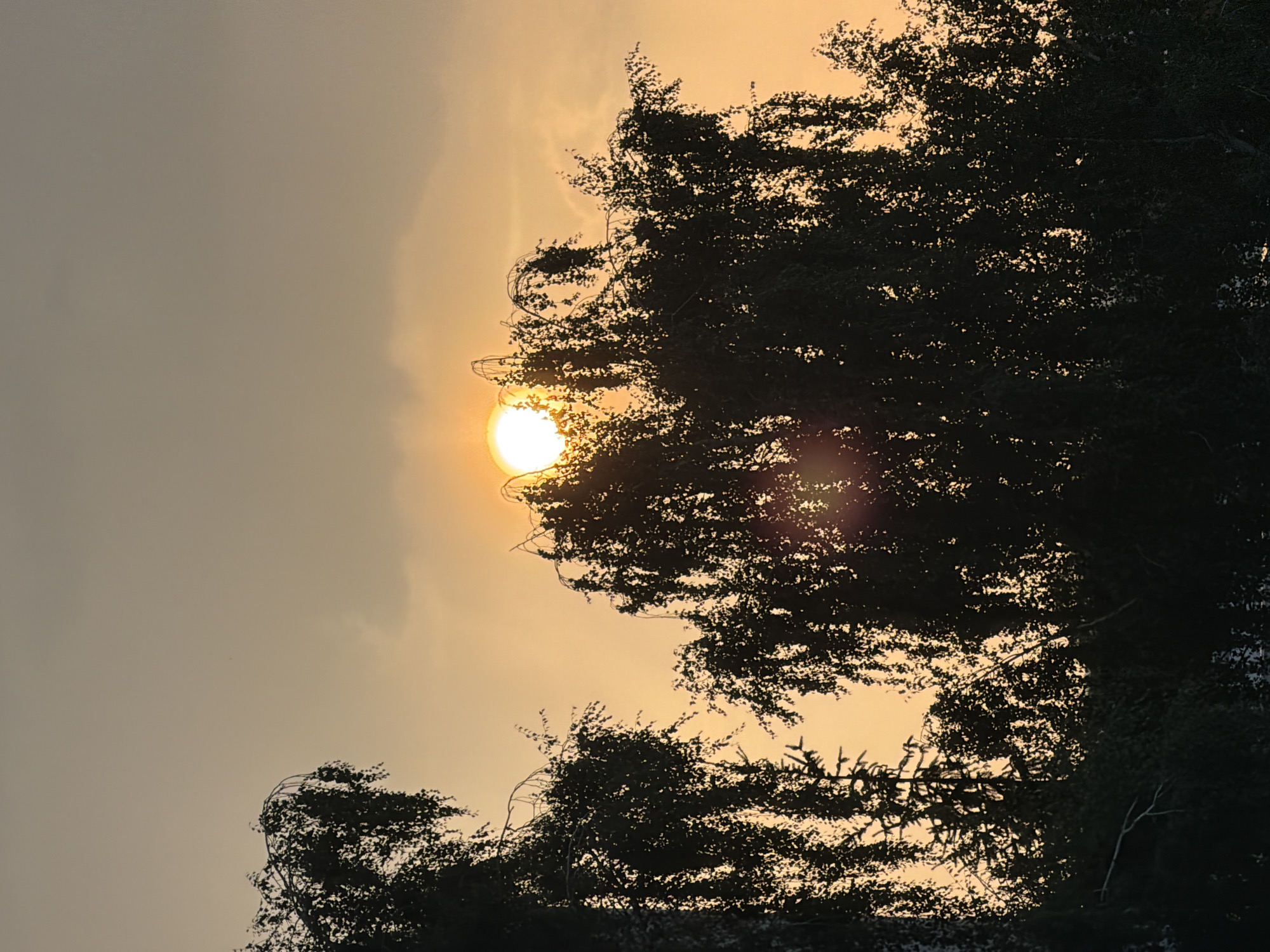 This is a silhouette photograph of trees against an orange-tinted sky. The sun, a bright white orb, is partially obscured by the branches and foliage of a tree in the middle right of the frame. Another tree with drooping branches is visible on the left. The sky is a hazy orange with some faint clouds. The bottom of the image is filled with the dark masses of trees and foliage. There are no people or discernible man-made structures in the image, suggesting it was taken outdoors in a natural or park-like setting within Louny, Czechia.