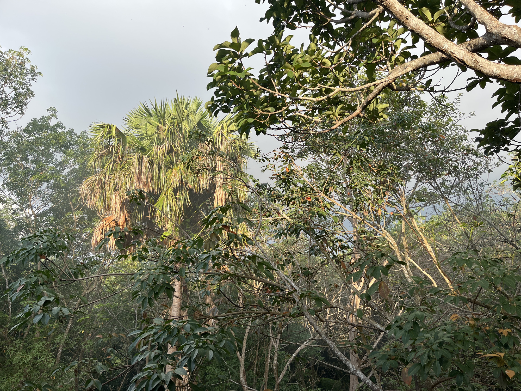 A medium shot captures a dense, tropical forest scene bathed in soft, diffused light, likely from an overcast sky or early morning fog. The foreground is dominated by the branches and lush green foliage of a large tree, with rough, greyish-brown bark visible on its substantial limbs. The leaves are broad and ovate, displaying a deep green hue with some exhibiting reddish-brown tips.
Behind this foreground tree, a tall palm tree stands prominently, its fronds a vibrant, almost golden-green, illuminated by the light filtering through. The palm tree appears to have a slender trunk with a rough texture. The background is a tapestry of more trees and vegetation, creating a layered effect. Some trees in the distance are lighter in color, possibly due to the light or the type of foliage, and there's a hazy quality to the air, suggesting mist or fog. The overall impression is one of untamed nature, a verdant jungle environment. There are no people, animals, or any man-made structures visible in the frame. The scene is static and peaceful, with a focus on the natural elements.