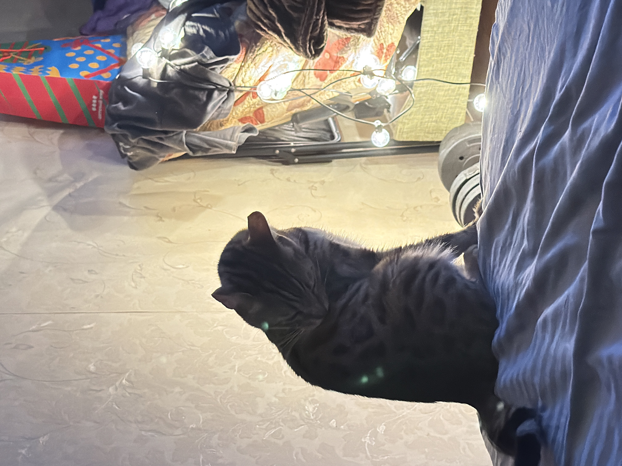 A grey tabby cat is curled up on a bed with wrinkled white sheets, its head tucked down. The cat is facing away from the camera, with its body turned to the left. In the background, a wall with a floral pattern is visible, illuminated by soft, warm light. To the right, a pile of clothes is stacked, with a string of fairy lights draped over them. Among the clothes, a cone-shaped object with red and green stripes, and another with blue and yellow polka dots, are visible. A metal object, possibly a weight, is partially visible behind the cat. The scene suggests an indoor domestic environment. There is no discernible information to pinpoint the location to Krasnoyarsk, Russia.