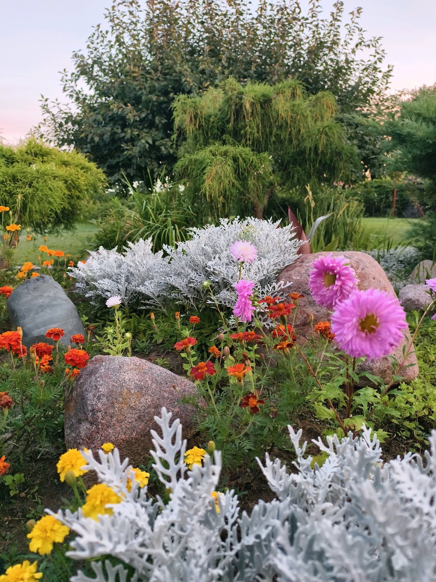 This is a close-up, eye-level, vertical, outdoor, daytime photograph of a garden bed. In the foreground, there are several pink aster flowers, some orange marigolds, and yellow marigolds. The foliage is lush and green. Large gray and reddish-brown boulders are interspersed within the garden. In the middle ground, there is a silvery-gray, leafy plant. In the background, there are trees, including a weeping willow, and a light-colored sky. The scene depicts a well-maintained garden with a variety of flowers and plants. The specific location within Tczew, Poland is not discernible from the image.