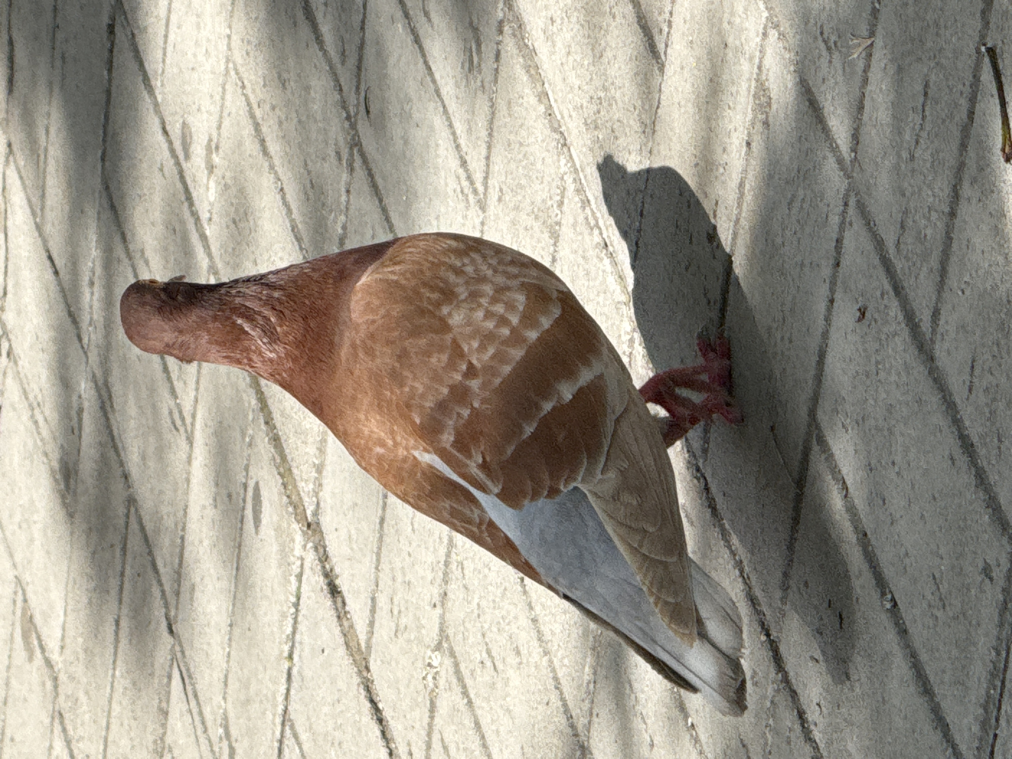 A pigeon with light brown and white plumage is standing on a paved surface with distinct tile lines. The pigeon is facing away from the camera, with its head slightly turned to the left. Its shadow is cast on the ground to its right. The ground is illuminated by dappled sunlight, indicating an outdoor environment. The setting appears to be a public area in Sofia, Bulgaria, likely a park or pedestrian walkway, given the paving stones and natural lighting. There are no people or other animals visible in the image.