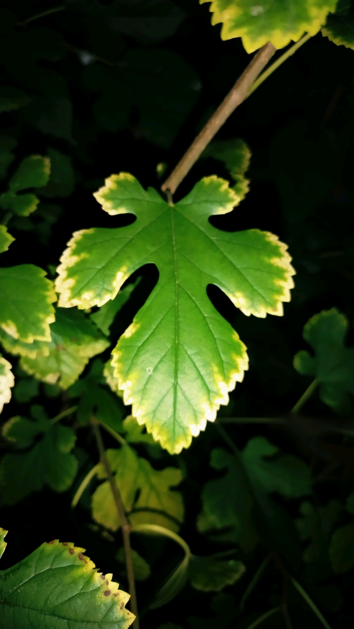 A close-up shot focuses on a single, vibrant green leaf with yellow edges, set against a dark, out-of-focus background of foliage. The leaf has a distinctive lobed shape, with five points and serrated edges. A thin, brown stem extends diagonally from the upper right corner of the frame, appearing to support the leaf. The lighting is dim, suggesting it was taken at night or in low-light conditions. There are no people, animals, or any discernable man-made objects present in the image. The scene is entirely natural, with the focus solely on the leaf and its immediate surroundings. This image is not definitively linked to any specific location within the city of Horishni Plavni, Ukraine, as it lacks any identifying landmarks or context.