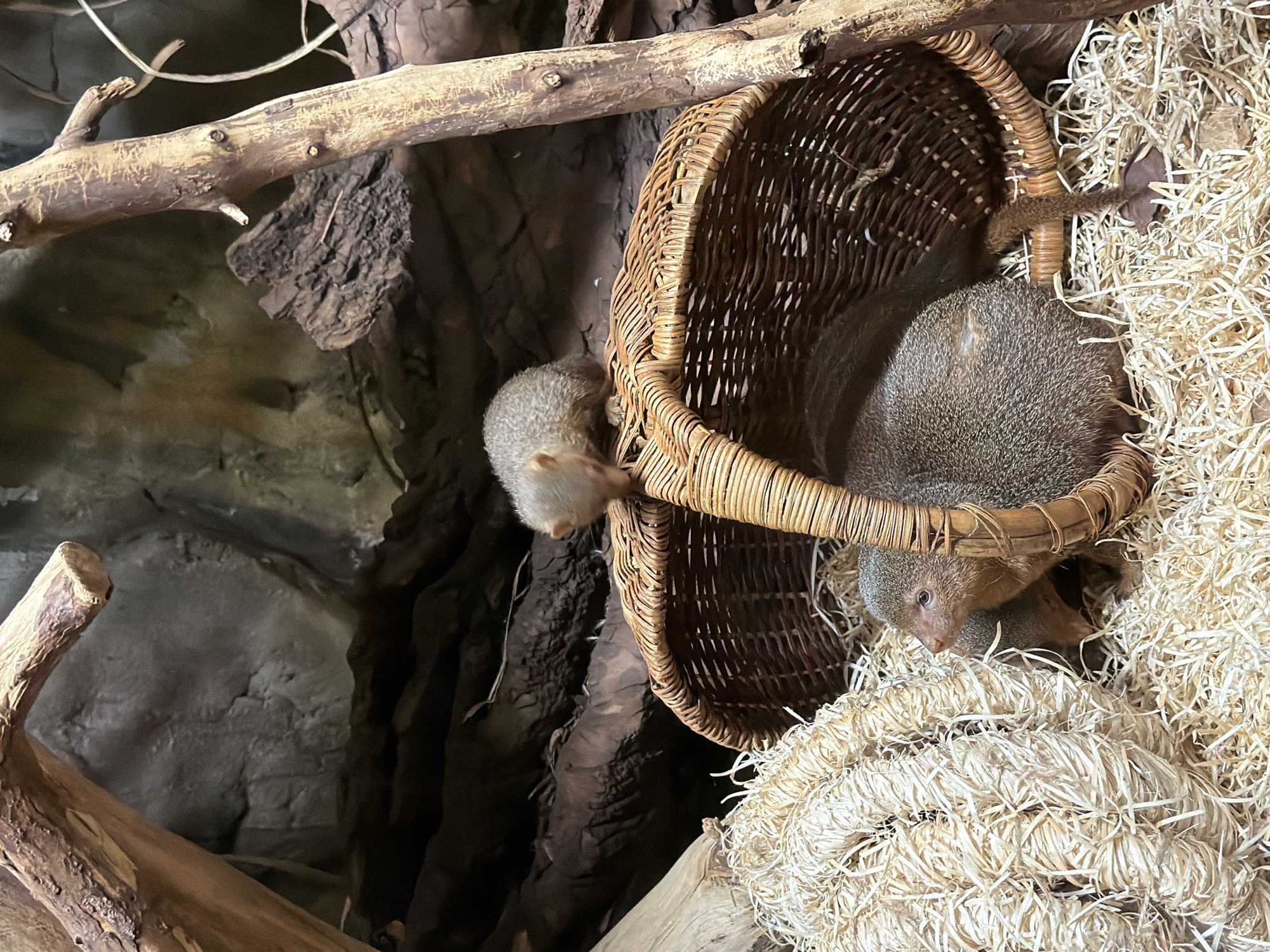 The image shows two dwarf mongooses interacting with a woven basket. One mongoose is perched on top of the basket, looking down, while the other is inside the basket, partially obscured by its weave. The environment appears to be an enclosure with straw bedding, branches, and a rocky background, suggesting a zoo or wildlife sanctuary. There are no people or identifiable landmarks of Riga, Latvia visible in the image.