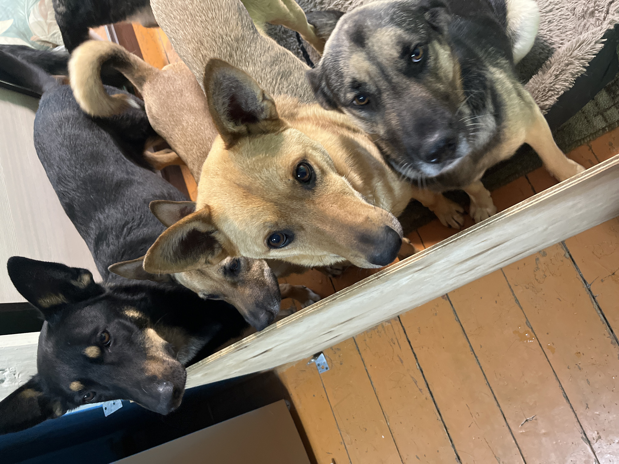 The image shows four dogs of varying breeds and coat colors, including black, tan, and brindle, looking upwards at the camera. They are gathered around a piece of light-colored wood, possibly a partition or barrier. The dogs are positioned on a wooden floor painted orange, with visible wear and tear. One dog, with a tan coat, is in the foreground, looking directly at the camera with alert eyes. Behind it, a black dog with tan markings is partially visible, and to the right, a brindle dog with dark markings is also looking upwards. Another tan dog is visible on the left. The scene appears to be indoors, possibly a shelter or a residential setting. There is no clear indication of the location being specifically in Nizhny Tagil, Russia, as the image lacks any identifiable landmarks or context clues specific to that city.