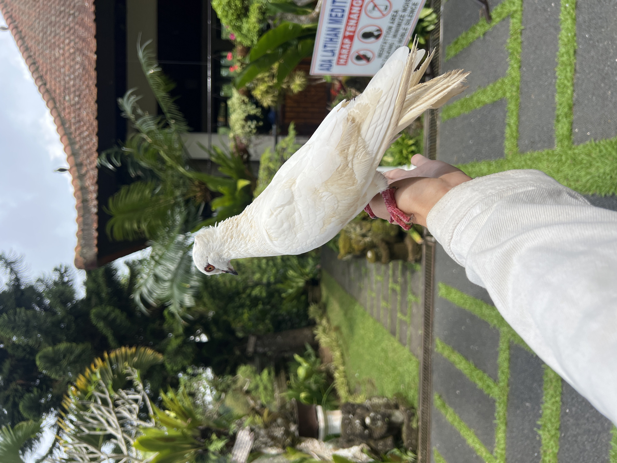 A white pigeon stands on a person's arm, which is clad in a white long-sleeved shirt with a pink bracelet visible. The pigeon has light-colored feathers on its tail. In the background, there is lush green vegetation and a sign with text in Indonesian, reading "ADA LATIHAN MEDITASI HARAP TENANG" along with pictorial representations of a person meditating and a crossed-out microphone, indicating a meditation area where silence is requested. The scene appears to be outdoors, possibly in a park or garden setting. The location is Pupuan, Indonesia.