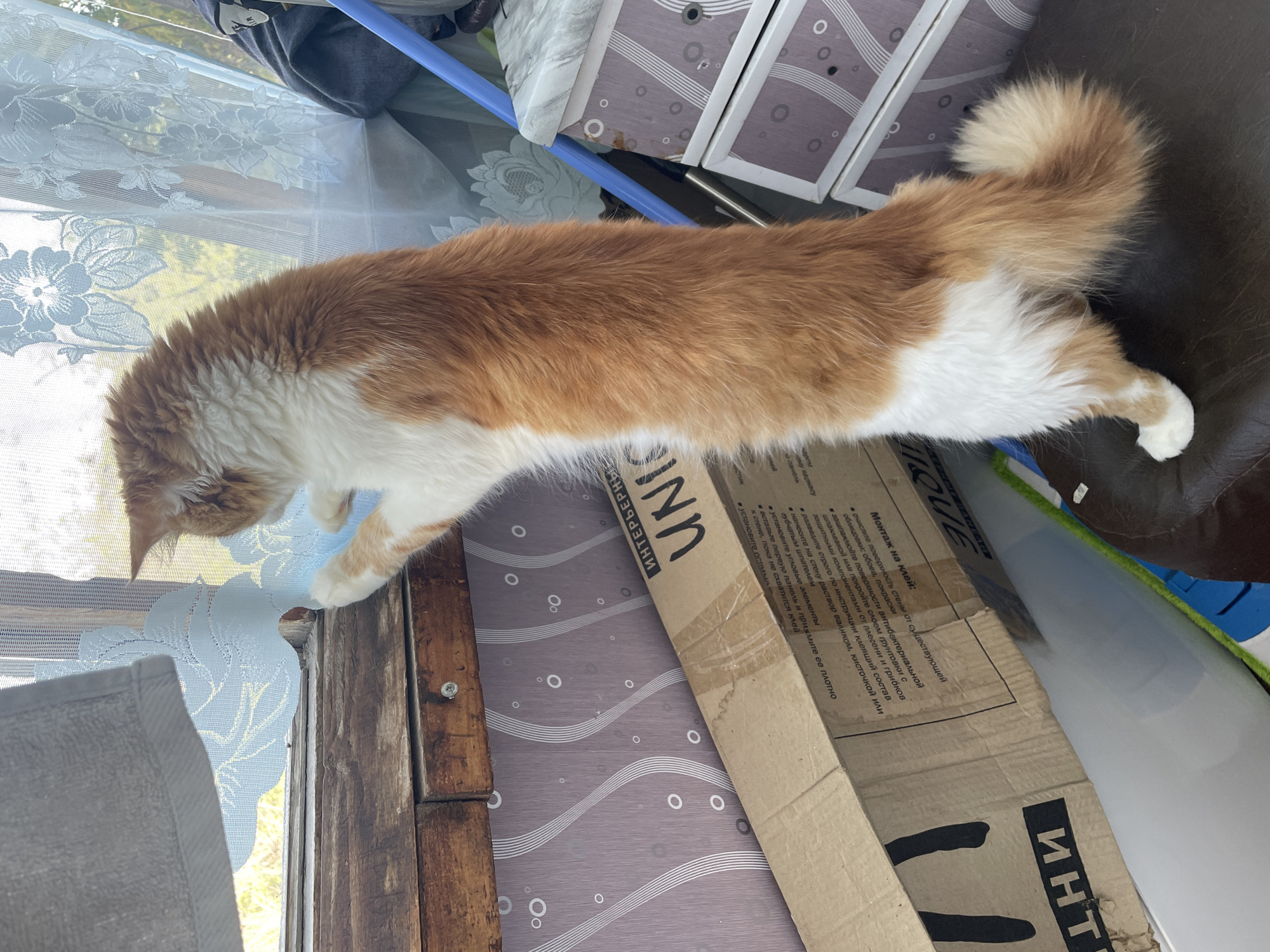 An orange and white long-haired cat stands on its hind legs, looking out an open window. The cat's front paws are resting on the wooden windowsill, and its body is mostly visible. Behind the cat, a blue lace curtain hangs, and beyond that, trees and foliage are visible, indicating an outdoor environment. In the foreground, a cardboard box with Russian text and a drawer unit are present, suggesting an indoor setting near the window. The lighting indicates it is daytime. The scene appears to be in an interior space with a view to the outside.