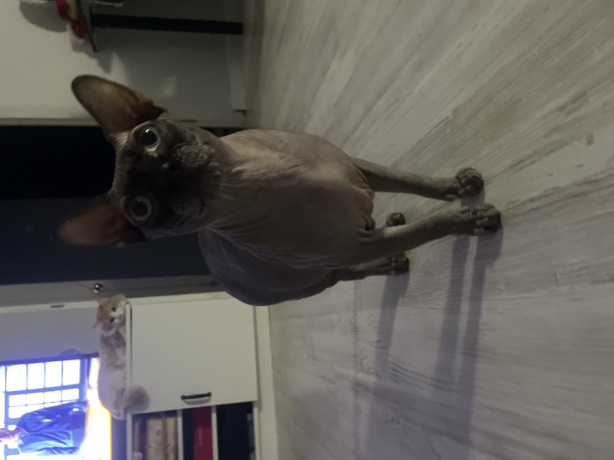 The image is oriented vertically and appears to be rotated 90 degrees counter-clockwise, depicting an indoor scene with two cats. The primary subject is a grey Sphynx cat positioned prominently in the upper-left and central part of the frame. It is lying or sitting on a light-colored wooden floor that extends diagonally across the image. The Sphynx cat's head is turned towards the top edge of the frame, with large, wide, and alert eyes focused intently upwards, suggesting curiosity or engagement with something unseen. Its prominent ears are perked. Long, distinct shadows are cast on the floor by the cat and other unseen objects, indicating a light source from the side.
In the bottom-left quadrant of the image, a second cat, light-colored and possibly ginger or cream, is visible. This cat appears to be climbing or hanging from the side of a white cabinet or shelf unit. Behind this unit, a window with a grid pattern allows natural light into the room, and a blue object (possibly clothing or a bag) is discernible near the window. Below the cabinet, shelves hold various items, including what appear to be books. The overall setting is a domestic interior, likely a living room or similar space. No text is visible in the image. The lighting suggests it is daytime indoors, with a mix of natural and possibly artificial light contributing to the shadows.