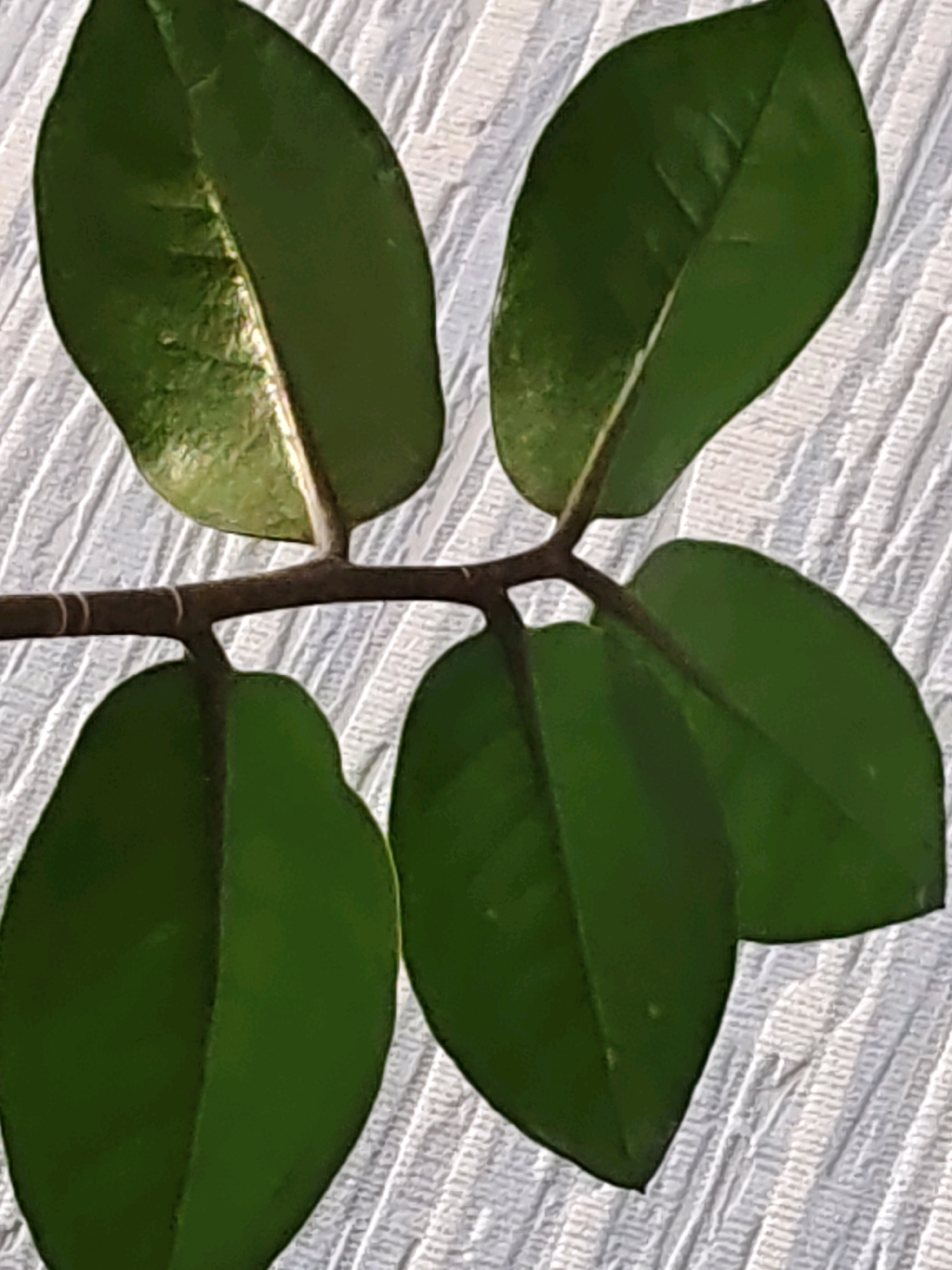 A stem with four dark green leaves is positioned diagonally on a textured white background. The leaves are oval-shaped with pointed tips and prominent central veins. The stem is thin and brown, with a slight curve. The background appears to be a textured fabric or paper. The image does not contain any information that would allow for its location to be identified, including in Rostov-on-Don, Russia.