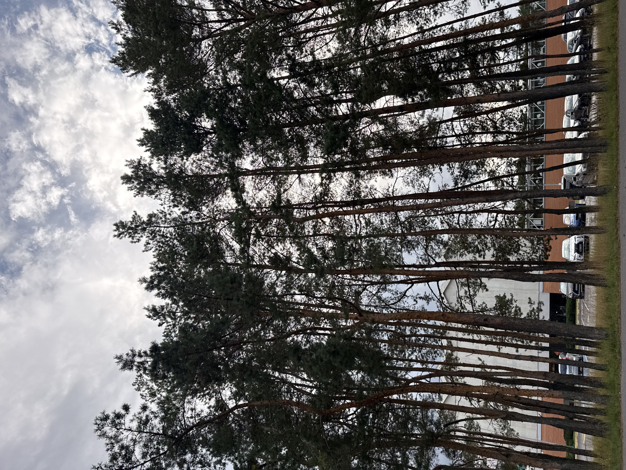This is a photograph of a cluster of tall pine trees in front of a modern building with a grey facade and a red brick base. The trees are densely packed and create a natural screen in front of the building. Several cars are parked in a lot between the trees and the building. The sky is cloudy, with patches of blue visible. The scene appears to be an urban or suburban environment, possibly on the outskirts of a city. Based on the architectural style and the presence of pine trees, this location is likely in the Pirita district of Tallinn, Estonia, known for its coastal pine forests and modern architecture.