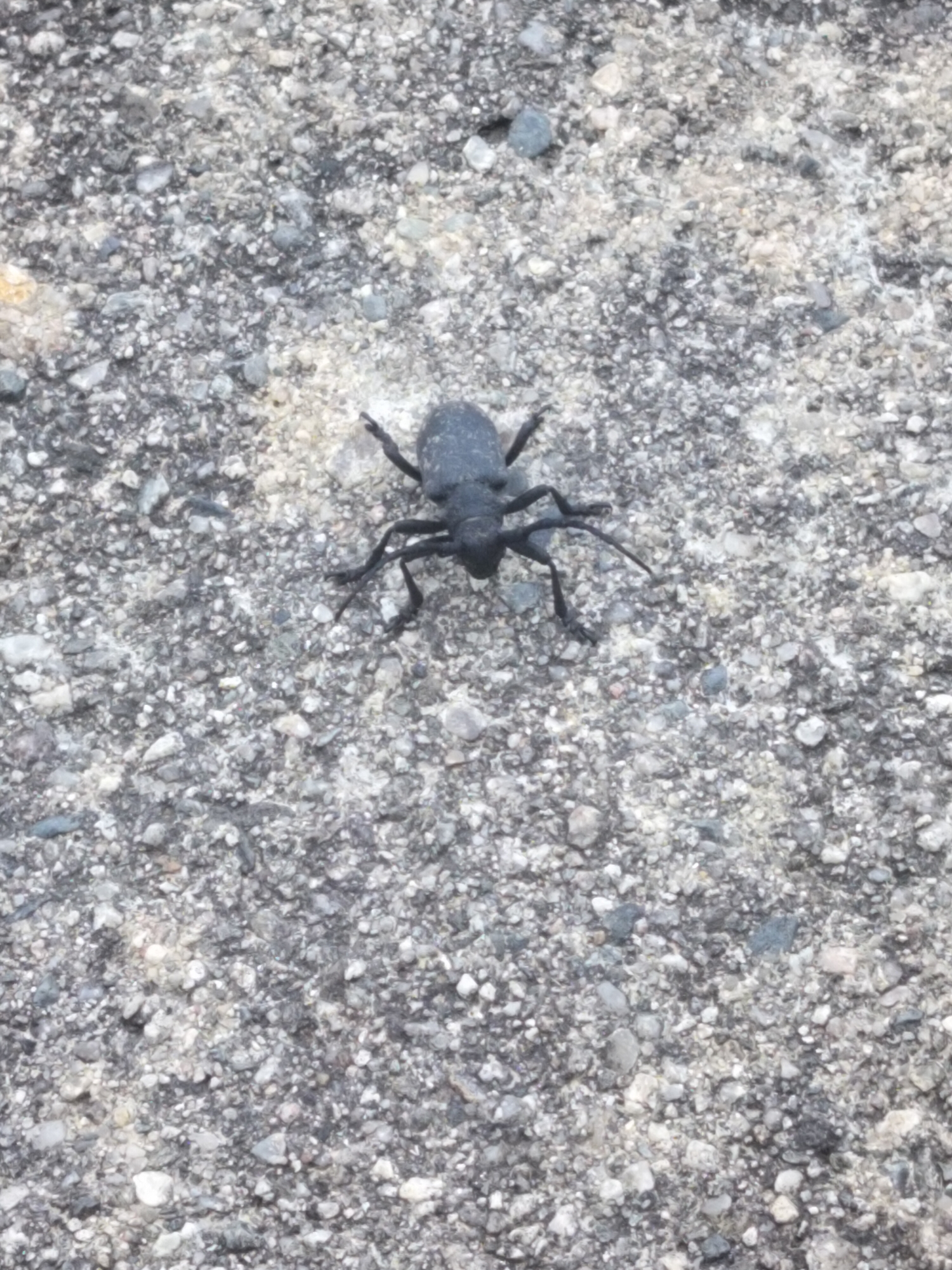 A black beetle with visible legs is centered on a gray, pebbly surface. The surface appears to be asphalt or concrete, with a variety of small stones and gravel. The lighting suggests an outdoor, possibly daytime environment. There is no indication of a specific location within Gorno Sahrane, Bulgaria.