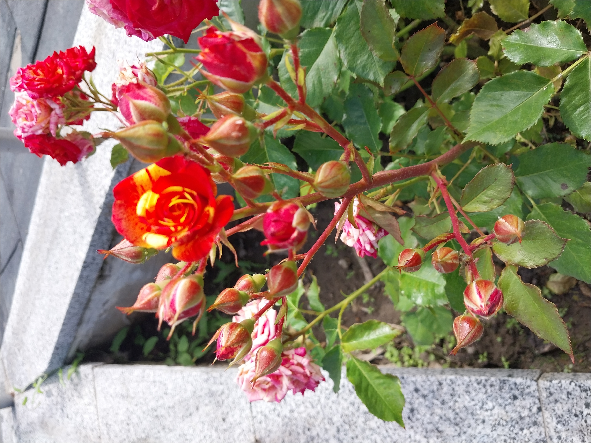 A close-up, eye-level, outdoor shot captures a vibrant cluster of red and pink roses, some in full bloom and others as tightly furled buds. The roses are growing in a garden bed next to a granite border. The granite is textured and appears to be part of a pathway or retaining wall. Green leaves and stems are abundant, with some dew drops visible on the foliage, suggesting recent rain or watering. The background is softly blurred, showing more greenery and a hint of a paved surface. The image's lighting suggests it was taken during the daytime, with sunlight illuminating the flowers and leaves. The general environment is that of a manicured garden or park. This scene could be located in any urban park or garden within the city of Dnipro, Ukraine, given the general appearance of urban landscaping elements and common flora.