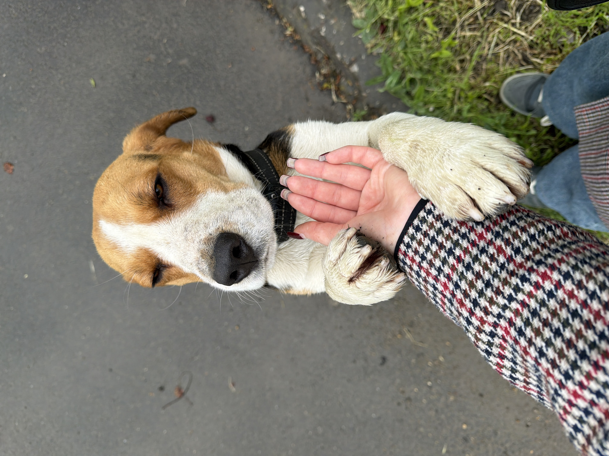 A high-angle, close-up shot shows a beagle lying on what appears to be asphalt, likely a sidewalk or road. The dog's head is oriented to the left. Its coat is predominantly brown and white. A person's hand is gently resting on the dog's paws. The person is wearing a houndstooth-patterned coat. Part of a person's legs and a shoe are visible in the upper right corner, situated near a patch of grass. The overall setting appears to be urban. The location, Yuzhny, Russia, is provided as context, though it's not discernible from the image itself.