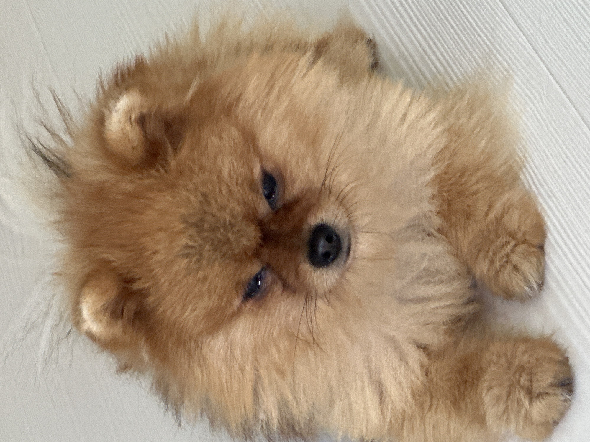 A pomeranian dog is lying down on a white surface. The dog is a light brown color and has fluffy fur. Its eyes are partially closed, and it appears to be looking down. The surface the dog is lying on has a textured pattern, possibly wood or a similar material. There is no indication of the city of Asenovgrad, Bulgaria in the image.