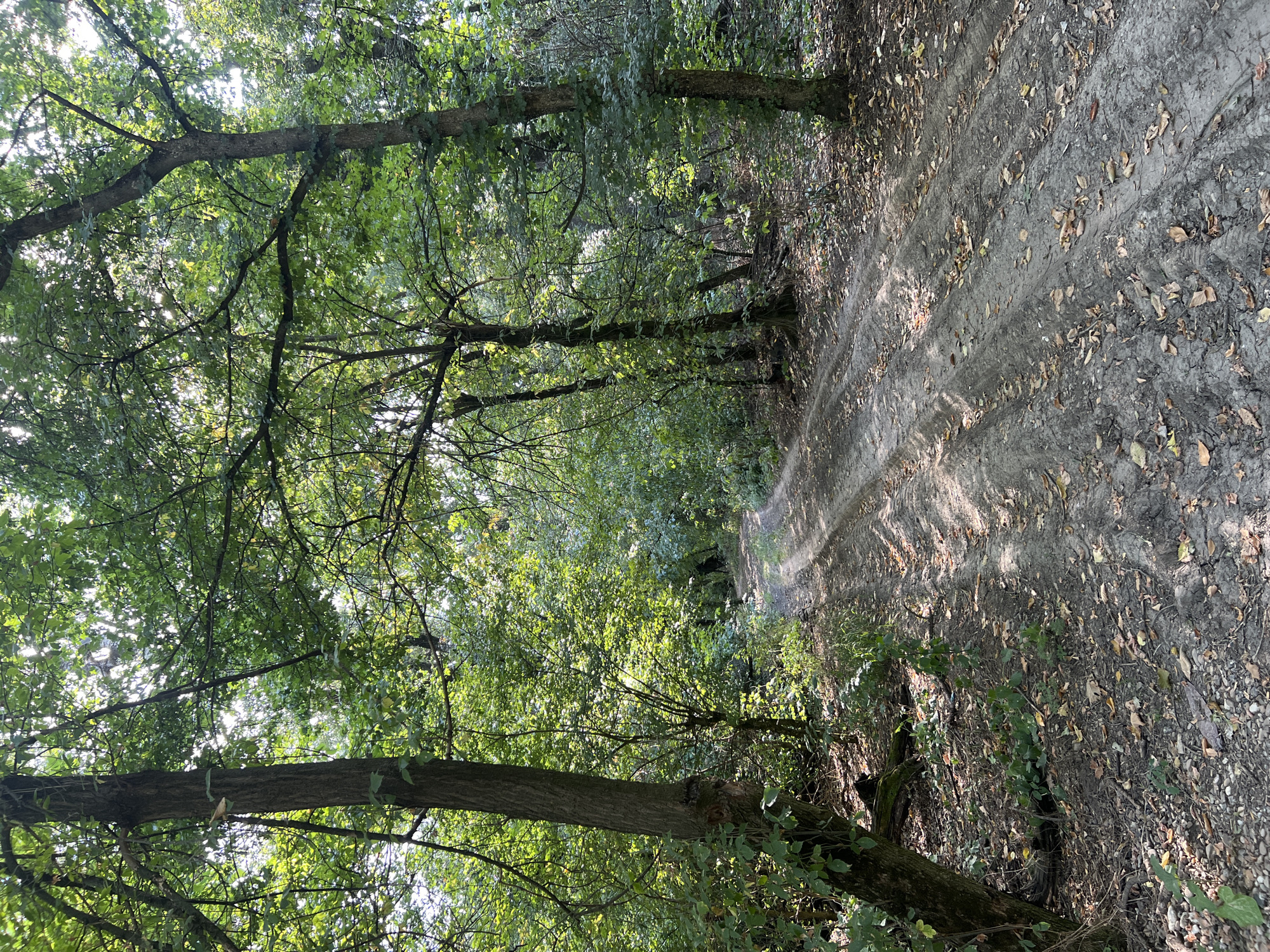 A sun-dappled dirt road winds through a dense forest in the village of Chișinău, Moldova. The road, marked by tire tracks, is covered in fallen leaves and small stones. Tall trees with lush green foliage line both sides of the road, creating a canopy overhead that filters the sunlight. The environment appears natural and undisturbed, suggesting a rural or park-like setting within the city. There are no people or animals visible in the image.