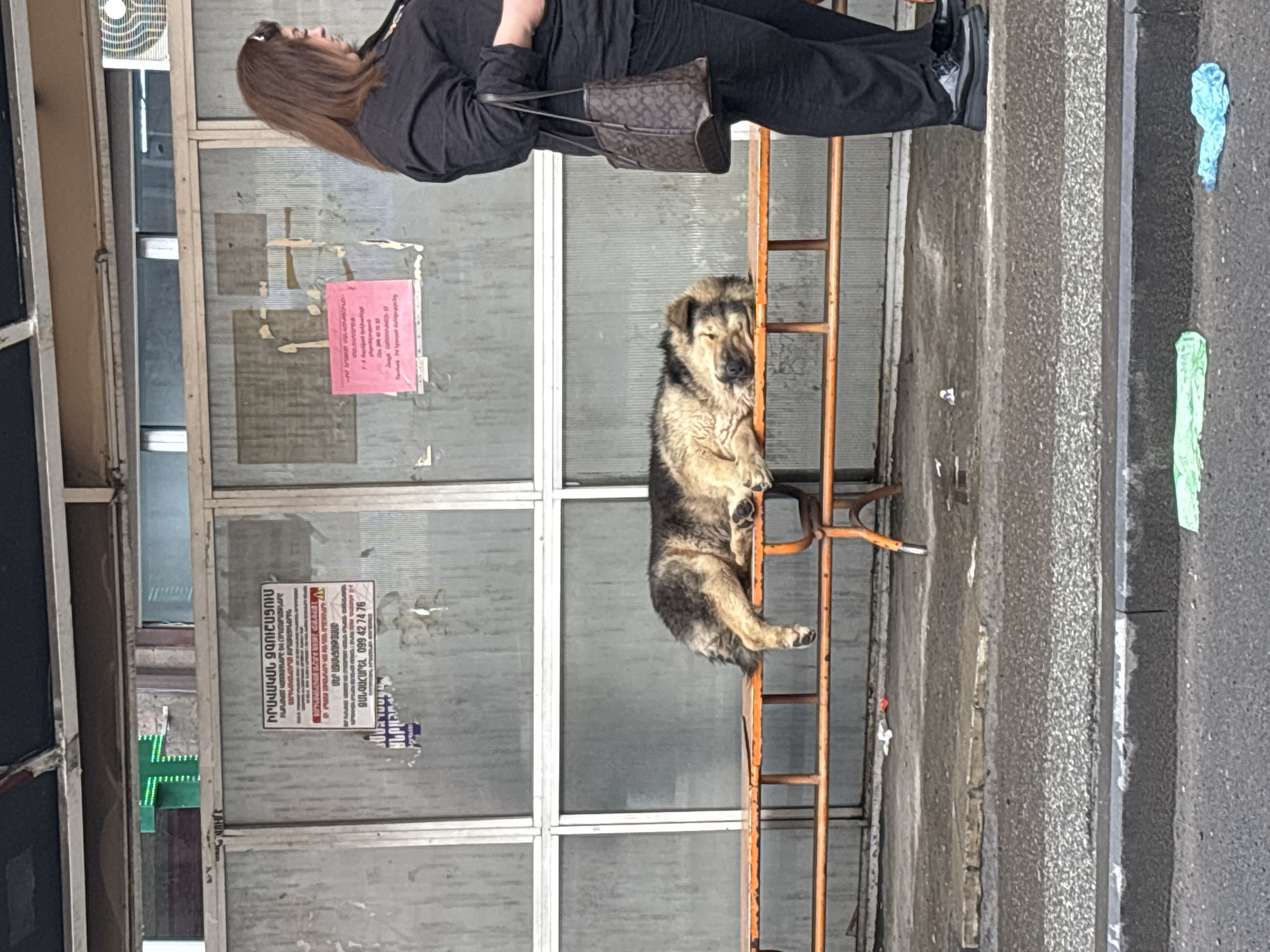 The scene shows a dog resting on a small orange ladder on a street in Yerevan, Armenia. The dog is medium-sized, with long fur that appears to be a mix of brown, tan, and black. It is lying across the ladder, resting its head on one of the rungs. Above the dog, a woman is standing on what appears to be a raised platform or sidewalk. She is wearing dark clothing and carrying a brown purse. Behind the dog and the woman, there's a wall with glass windows, on which are affixed two posters, one pink and one in Armenian. The ground around the ladder and wall is concrete and appears slightly dirty. A blue plastic bag lies on the side of the frame.