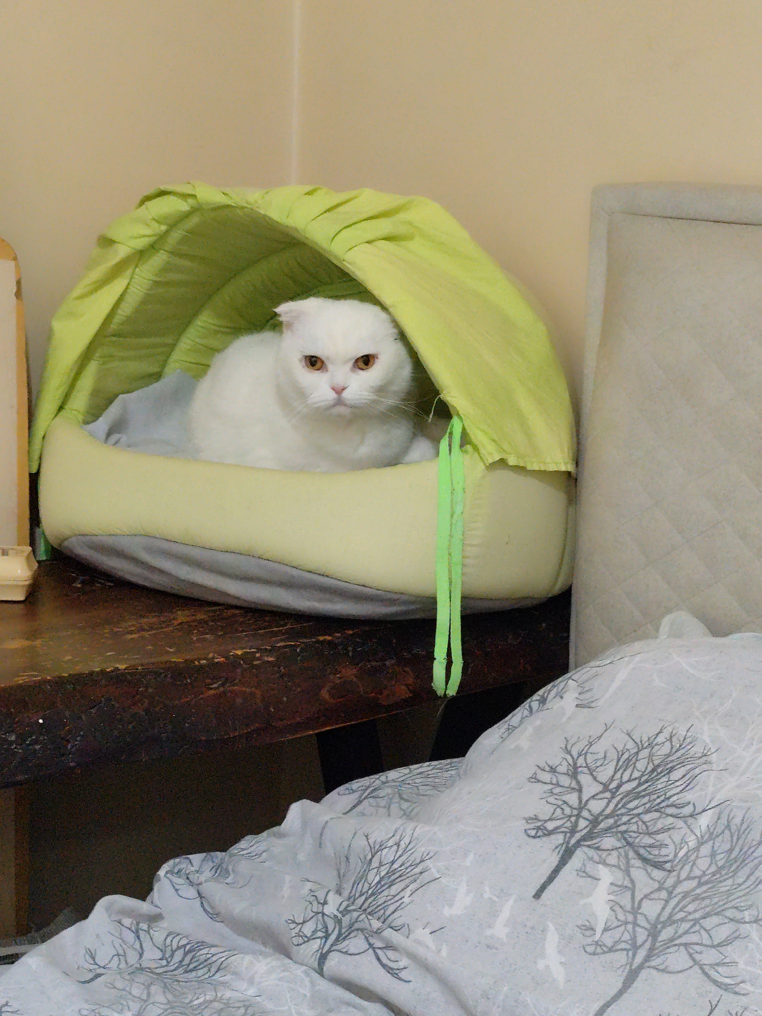 A white Scottish Fold cat sits in a green and grey hooded pet bed on a dark wooden surface. The pet bed has green drawstrings hanging from its side. A bed with a grey tree-patterned cover is in the foreground. The background wall is light beige. The photo may have been taken indoors near Sarıyer, Turkey, but there is no specific evidence within the image to confirm the location.