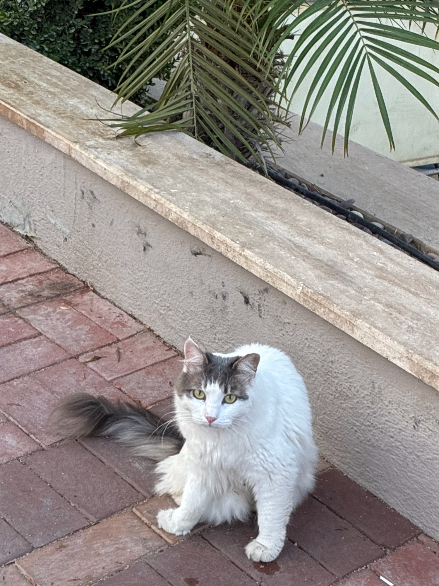 A long-haired white cat with gray markings on its head and tail is sitting on a reddish-brown brick patio. The cat is facing the viewer with its head slightly turned to its left. Behind the cat, there is a textured concrete wall and a raised stone ledge. Above the ledge, palm fronds are visible against a white background. The scene appears to be outdoors in a city, possibly Alanya, Turkey, given the Mediterranean-style elements like the stone and palm trees.