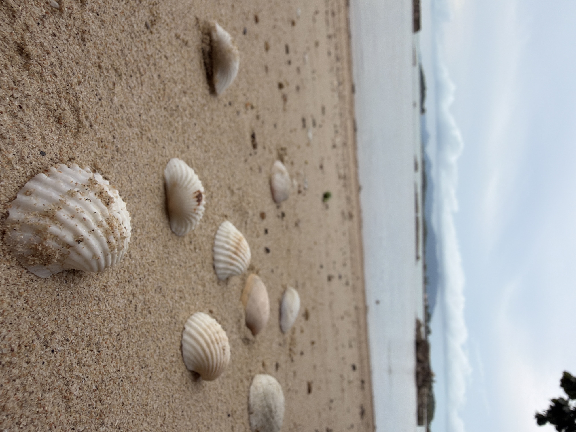 The image depicts a sandy beach in Ko Samui District, Thailand, with the calm ocean in the background under an overcast sky. Several seashells are scattered across the foreground and midground of the beach, varying in size and color, with some partially buried in the sand. The water's edge is visible as a blurred line separating the sand from the sea. Distant islands or land masses are faintly visible on the horizon. The overall scene is natural and serene, with no people or man-made structures in immediate view, except for some distant, indistinct rocky outcrops in the water.