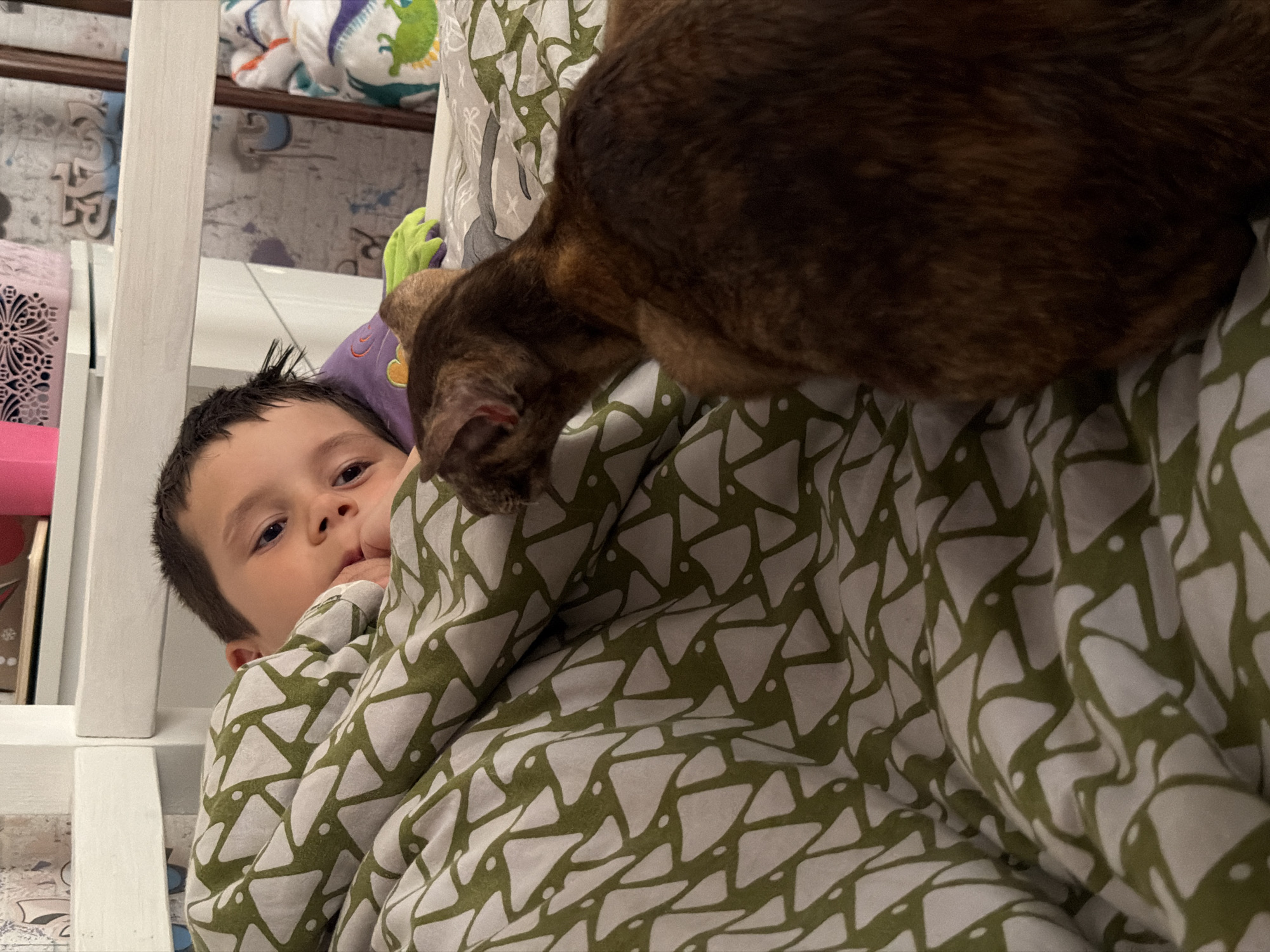 A young boy, with dark hair and brown eyes, is partially visible in the lower left of the frame. He is nestled under a green and white patterned blanket, with his hand near his mouth, suggesting he may be tired or comforting himself. He is looking towards the camera with a curious expression.
A brown and black tabby cat is positioned above and to the right of the boy, its head and upper body obscuring much of the background. The cat's fur has distinct stripes and patches. It appears to be resting on top of the boy or the blanket.
The setting appears to be indoors, possibly a bedroom or a cozy space for rest, indicated by the soft bedding and what looks like the side of a crib or bed frame on the left. The overall atmosphere is intimate and peaceful, suggesting a moment of quiet companionship between the child and the pet. The lighting is soft, suggesting it might be evening or a dimly lit room. There is no visible text in the image. The location context is Chaikovsky, Russia.