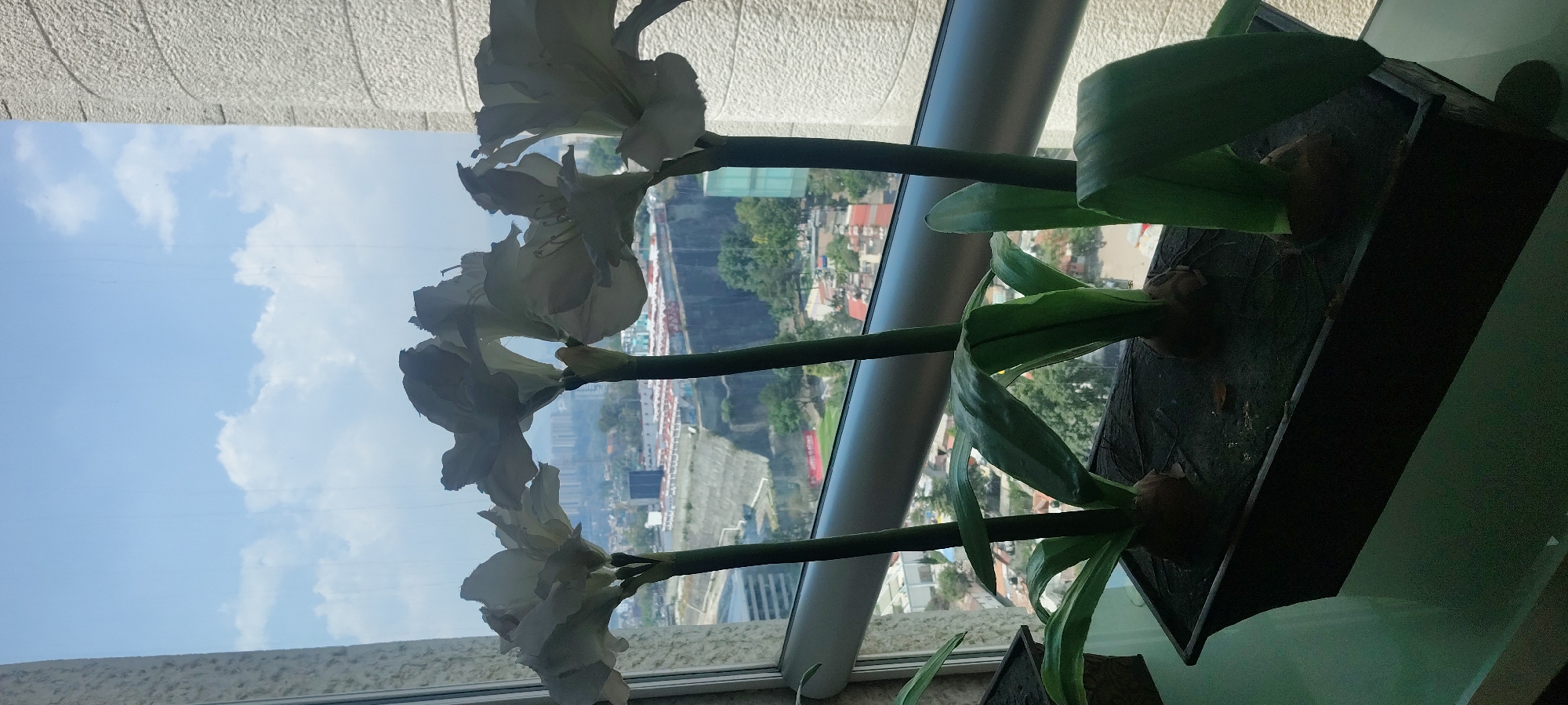 The photograph depicts a window view from what appears to be a high-rise building in Mexico City, Mexico. White amaryllis flowers in a rectangular, dark-colored planter are positioned on a windowsill, obscuring a portion of the cityscape. The view showcases a mix of buildings, greenery, and a section of a reinforced concrete wall. The sky is bright blue with some clouds. The angle of the photograph is tilted.