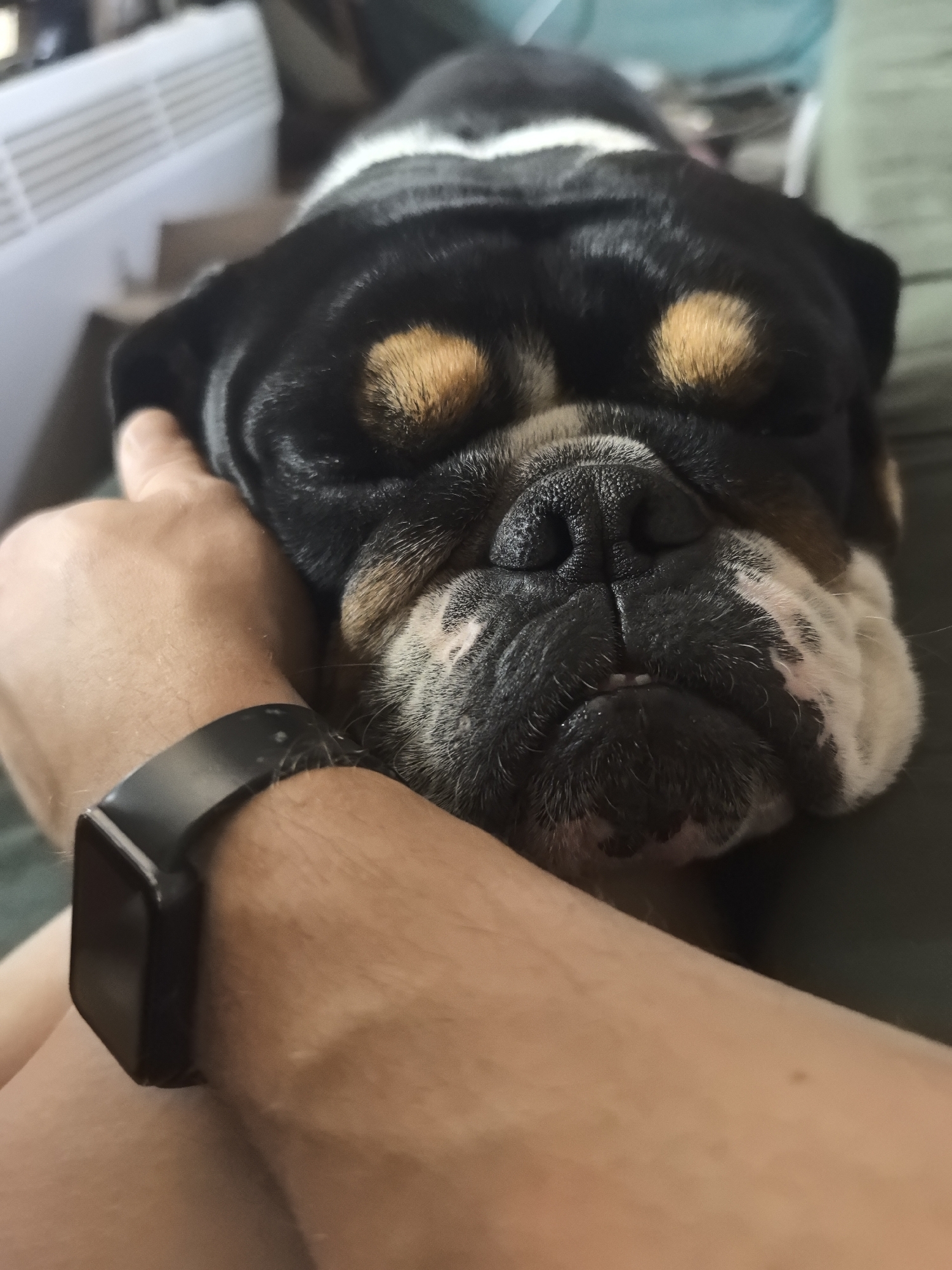 A close-up shot shows a black, white, and tan bulldog sleeping or resting its head on a person's arm. The dog's eyes are closed, and its face is wrinkled. The person has a black smartwatch on their wrist. The background is blurred, showing a heater on the left and a blue object behind the dog. The location is not identifiable as being in Noviy, Russia.