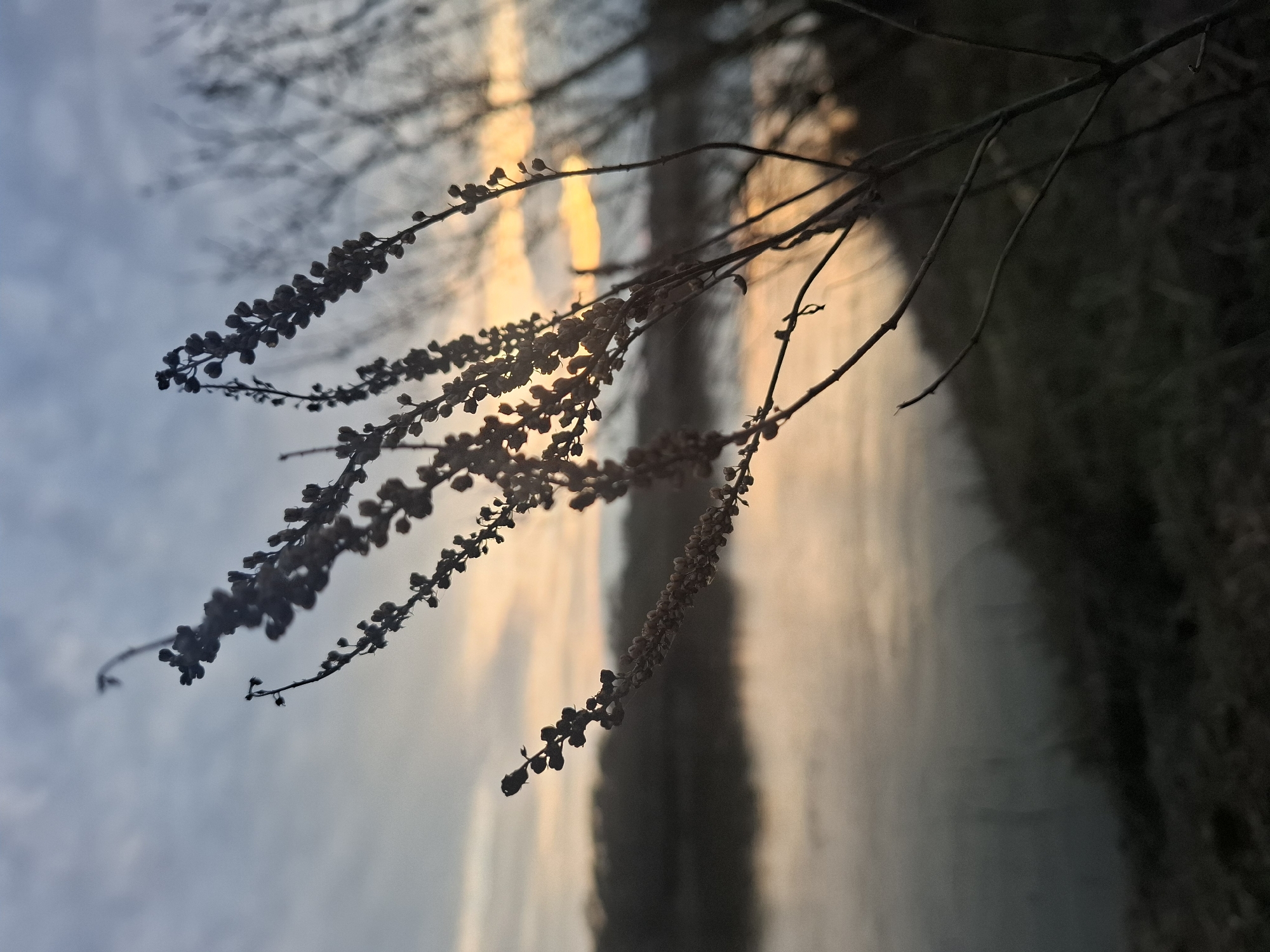 The image depicts a close-up view of branches with small, dark, rounded flower buds or seed pods silhouetted against a blurred background. The background consists of a mixture of light orange and blue hues, suggesting either a sunrise or sunset. The image appears to have been taken near a body of water, which adds to the atmospheric and natural setting. The photograph has a cool and serene tone. While the location is Дерезовка, Russia, I cannot provide specific details about this Russian city.