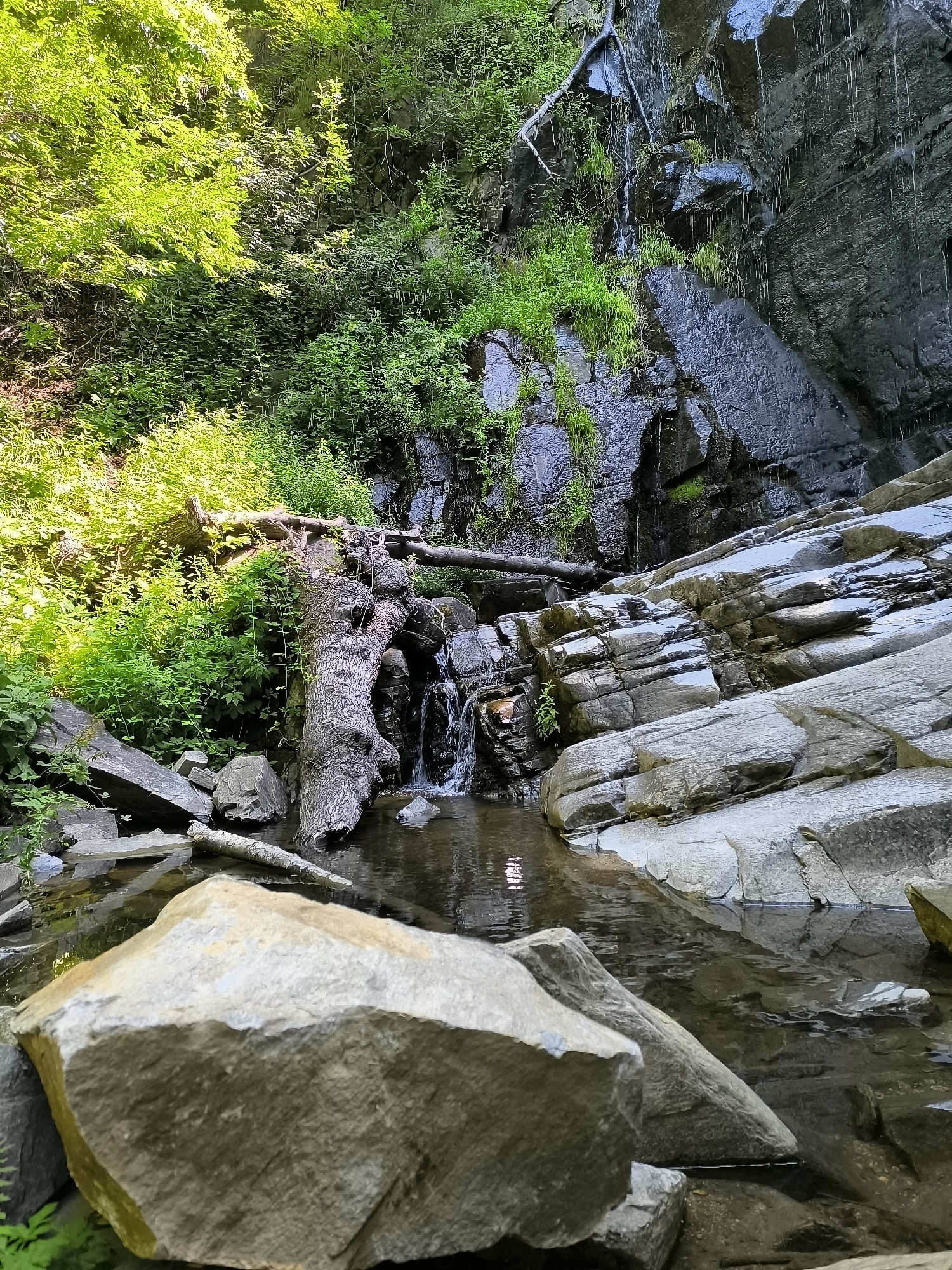 An outdoor, low-angle, vertical shot captures a natural waterfall cascading down a rocky cliff face, surrounded by lush green foliage. In the foreground, large, light-colored rocks are partially submerged in the shallow water at the base of the waterfall. A large, weathered tree trunk lies horizontally across the scene, positioned in front of the waterfall. The water flows gently over the rocks, creating small ripples. The rocks are varied in color, ranging from light gray to dark gray, with visible layering and texture. The vegetation is dense and vibrant, with sunlight illuminating parts of it, creating a bright, dappled effect. The overall impression is one of a serene and natural environment, characteristic of the areas around the village of Kovachevitsa, Bulgaria.