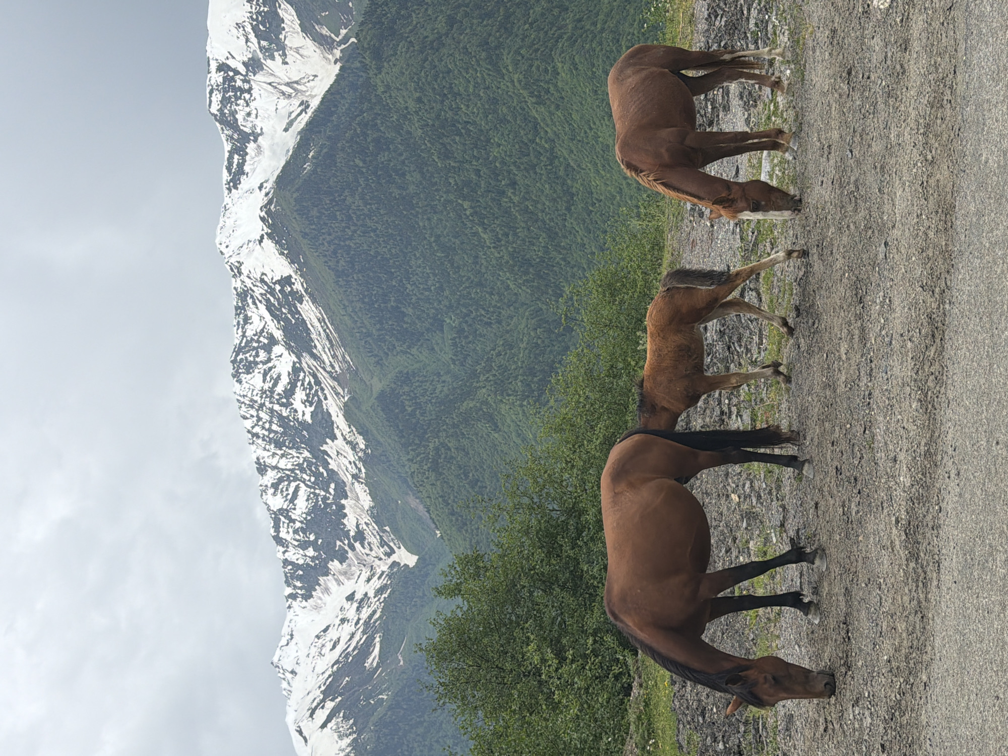 Three brown horses graze on a gravelly surface in front of a lush green mountain range partially covered in snow. The largest horse is on the left, facing left with its head down, eating. To its right, a smaller, younger horse, or foal, stands facing left and slightly forward. On the right, another adult horse faces left with its head down, grazing. The middle ground is filled with dense green trees that cover the slopes of the mountains. The background features towering, rugged mountains with significant patches of snow on their peaks. The sky is overcast with grey clouds. The scene appears to be in a natural, mountainous environment, possibly in or near Ebudi, Georgia, given the context.