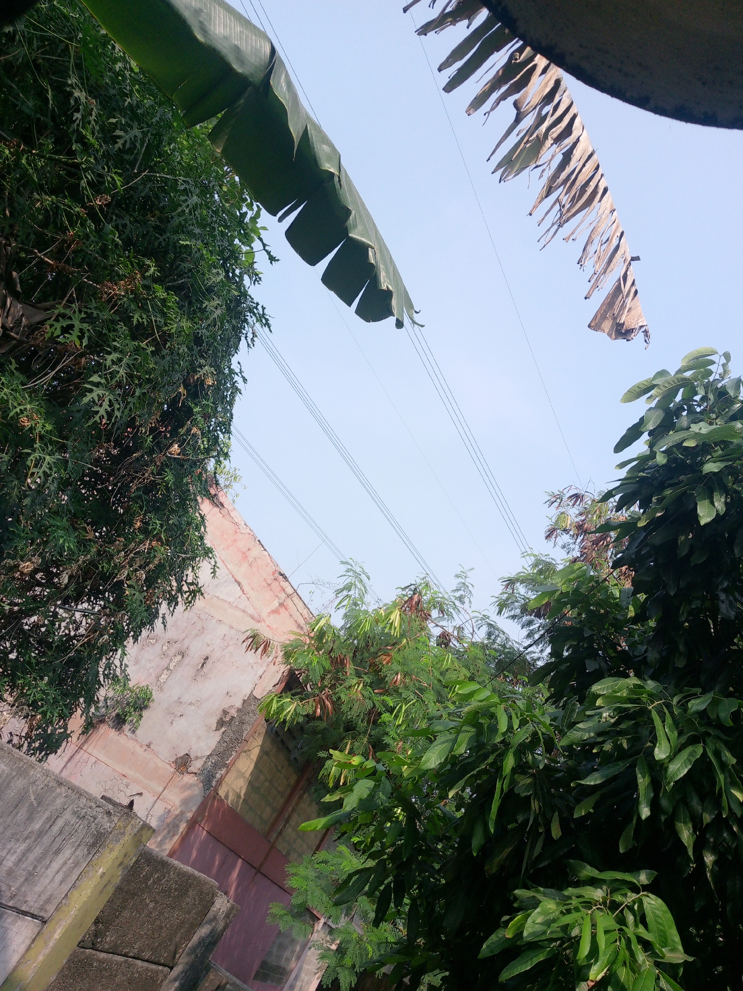 The image depicts an outdoor scene with a clear blue sky overhead. In the foreground, there are lush green trees with dense foliage. To the left, a part of a building with peeling pink and beige paint is visible. Several power lines crisscross the sky. A prominent feature in the upper part of the image is a dried, tattered banana leaf hanging from something unseen. Another large, green banana leaf is positioned at the top left, curving downwards. In the bottom left corner, concrete structures are visible, possibly part of a wall or foundation. The overall impression is that of a slightly overgrown, lived-in urban or semi-urban environment, possibly in a tropical or subtropical region like Dukuh, Indonesia. There are no people visible in the frame.