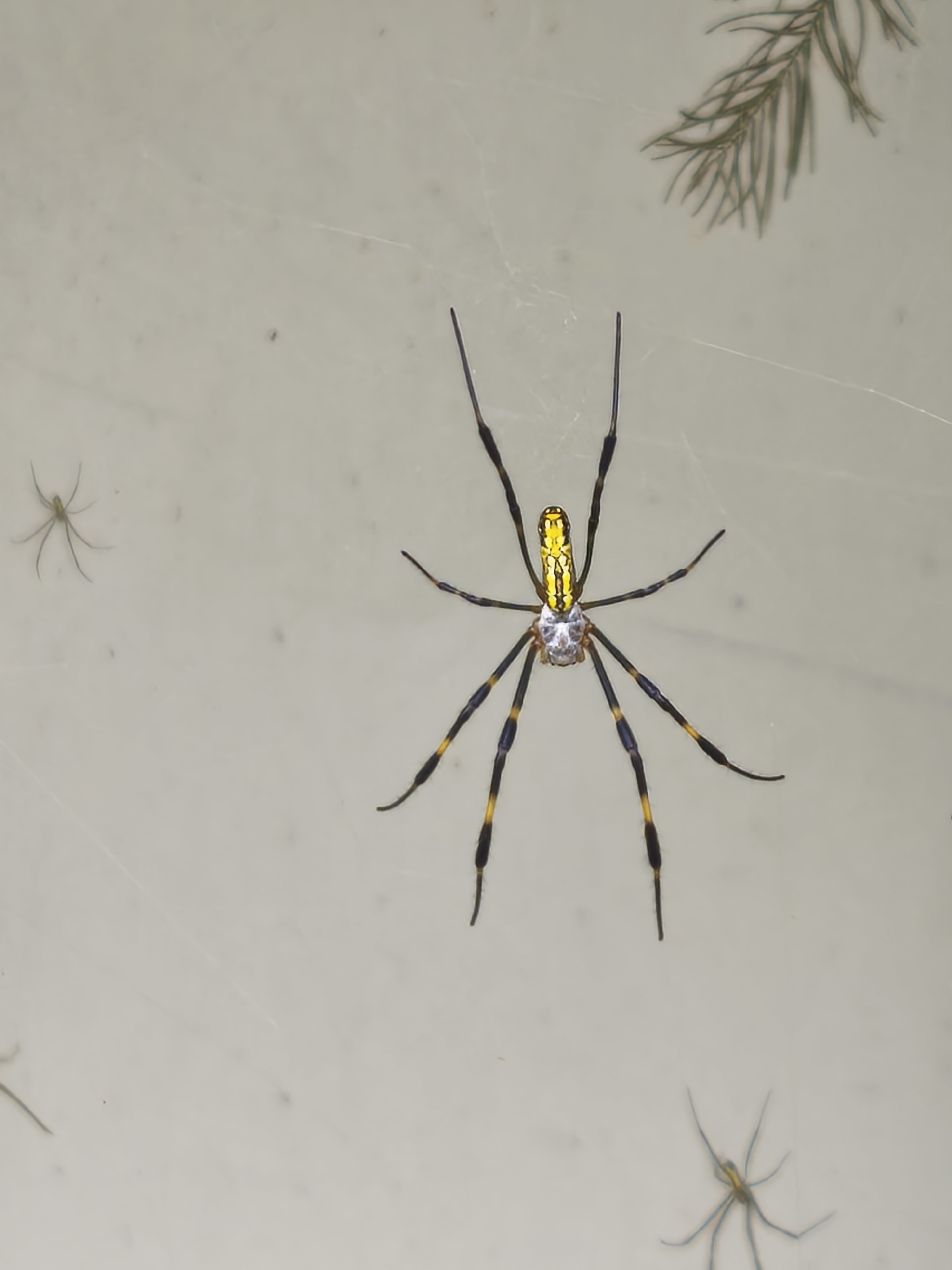 In Asan-si, South Korea, a close-up, overhead shot reveals several spiders on a pale, slightly textured surface, possibly a wall or a large leaf. The most prominent subject is a large golden silk orb-weaver spider, positioned centrally in the frame. Its abdomen is a bright yellow with dark stripes, and its legs are black with yellow banding. The spider appears to be stationary, its legs splayed outwards, indicating it may be resting or waiting.
To the left and slightly above this large spider, a smaller, pale spider with thin legs is visible. Its body is a lighter hue, and its legs are spread out in a star-like pattern, suggesting it might be in the process of spinning a web or moving.
Further down and to the right, another small spider is present, its legs extended. In the upper right corner, a sprig of dark green evergreen needles, likely from a pine or fir tree, adds a touch of natural detail to the scene. The background is uniformly light and lacks distinct features, focusing attention on the arachnids. The lighting appears diffused, casting minimal shadows. The overall impression is one of a close examination of these creatures in their environment.
