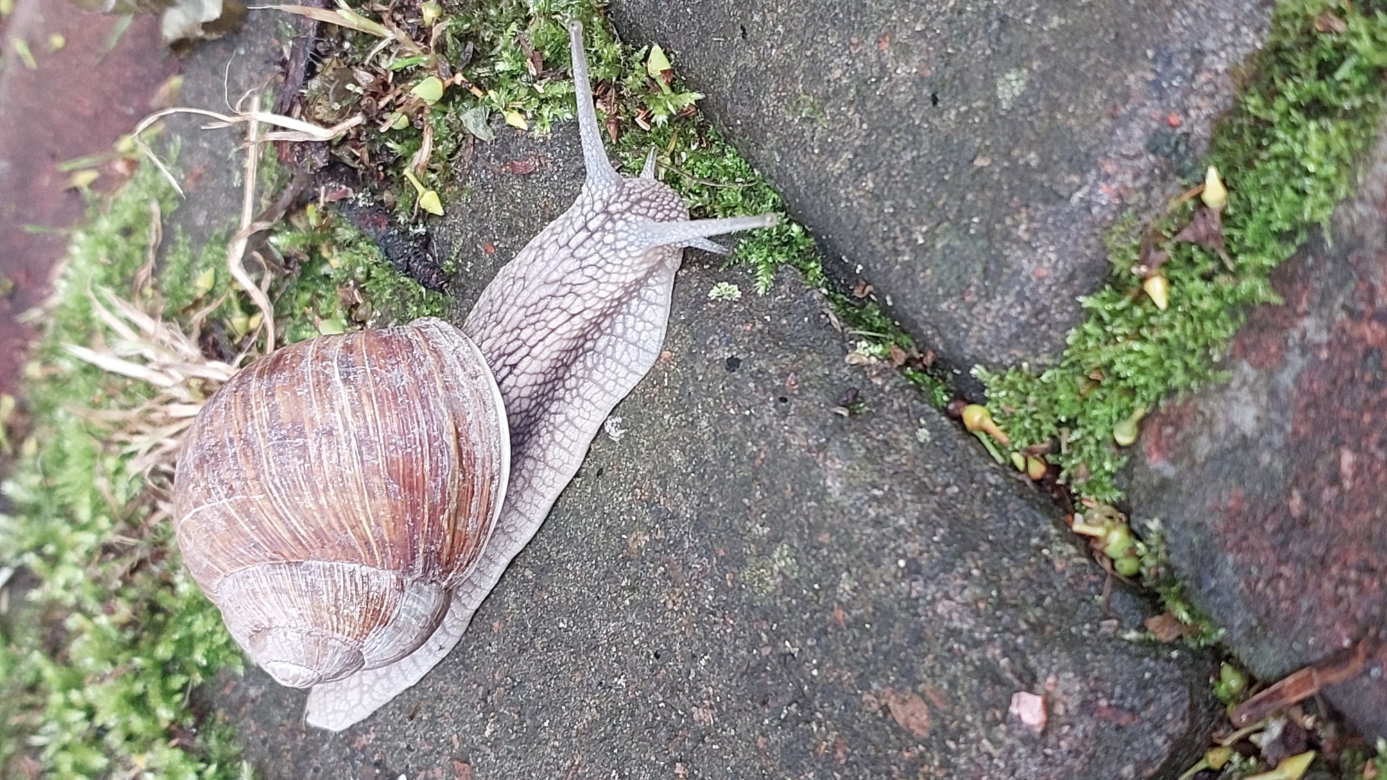 A snail is moving across a surface of dark, textured stones and patches of green moss. The snail has a large, spiraled shell with brown and tan striations. Its pale, translucent body is extended, with two eyestalks visible at the front. The background is blurred, showing more moss and some dry grass. The image is taken from a slightly elevated angle, focusing on the snail and its immediate surroundings.