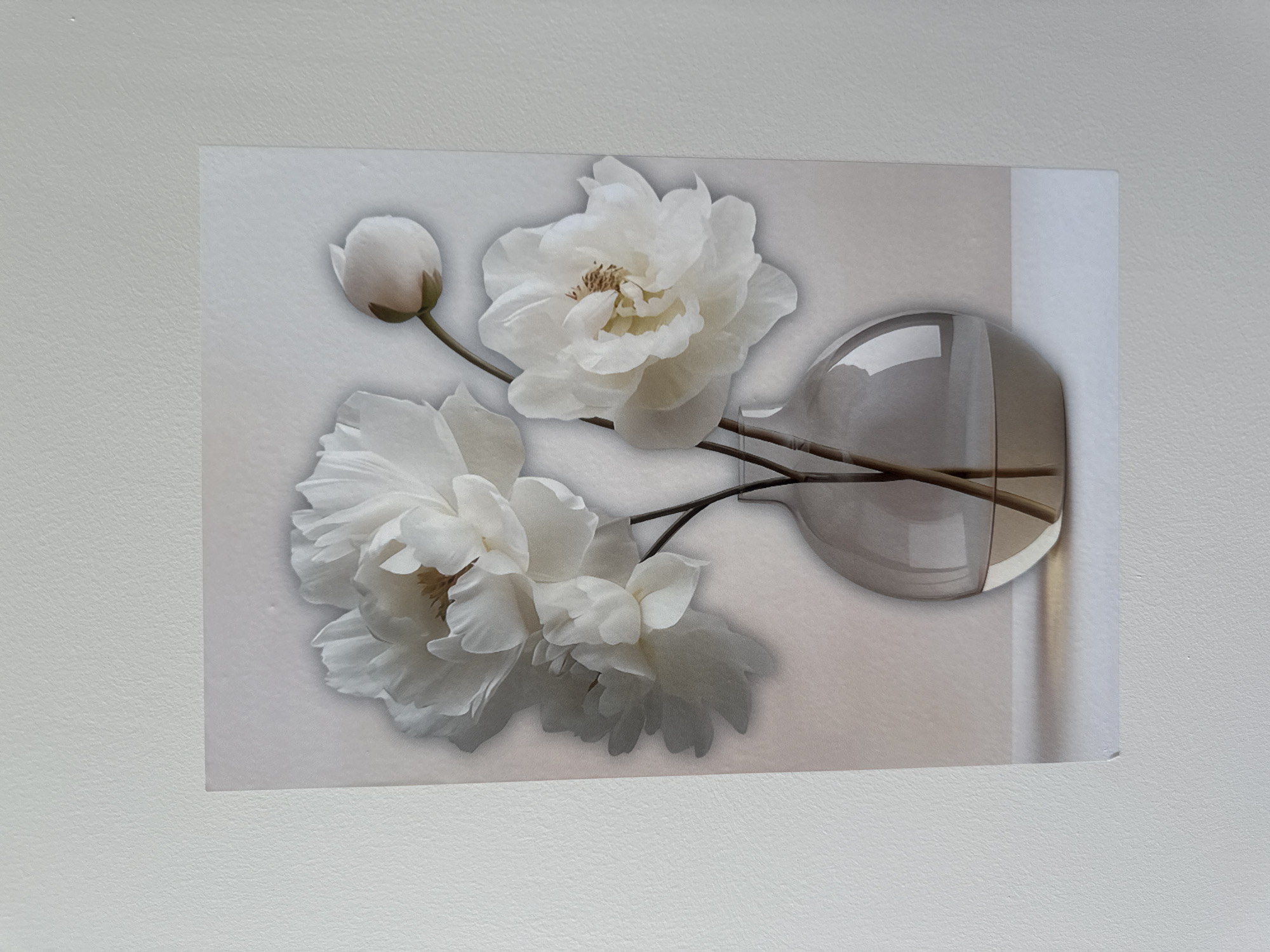A photograph of a printed image featuring a still life of white peonies in a glass vase. The artwork depicts three fully bloomed peonies and one bud, arranged in a clear, rounded vase filled with a light brown liquid. The peonies are rendered with delicate, layered petals and subtle shading. The background of the artwork is a soft, gradient of pale pink and beige, creating a gentle, ethereal atmosphere. The printed image itself is affixed to a textured, off-white wall. The wall appears to be a painted surface with a subtle, irregular texture. The photograph is taken from a slightly angled, head-on perspective, capturing the artwork and a portion of the wall. There are no people or animals present in the scene. The lighting is even and diffused, suggesting an indoor setting without direct sunlight. There is no information available to determine the specific location within the city of Yekaterinburg, Russia.